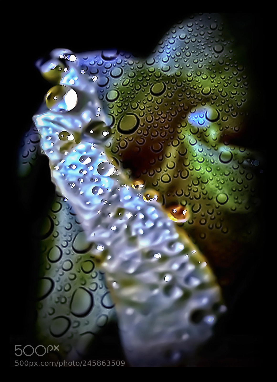 Canon EOS 50D sample photo. Wet rose photography