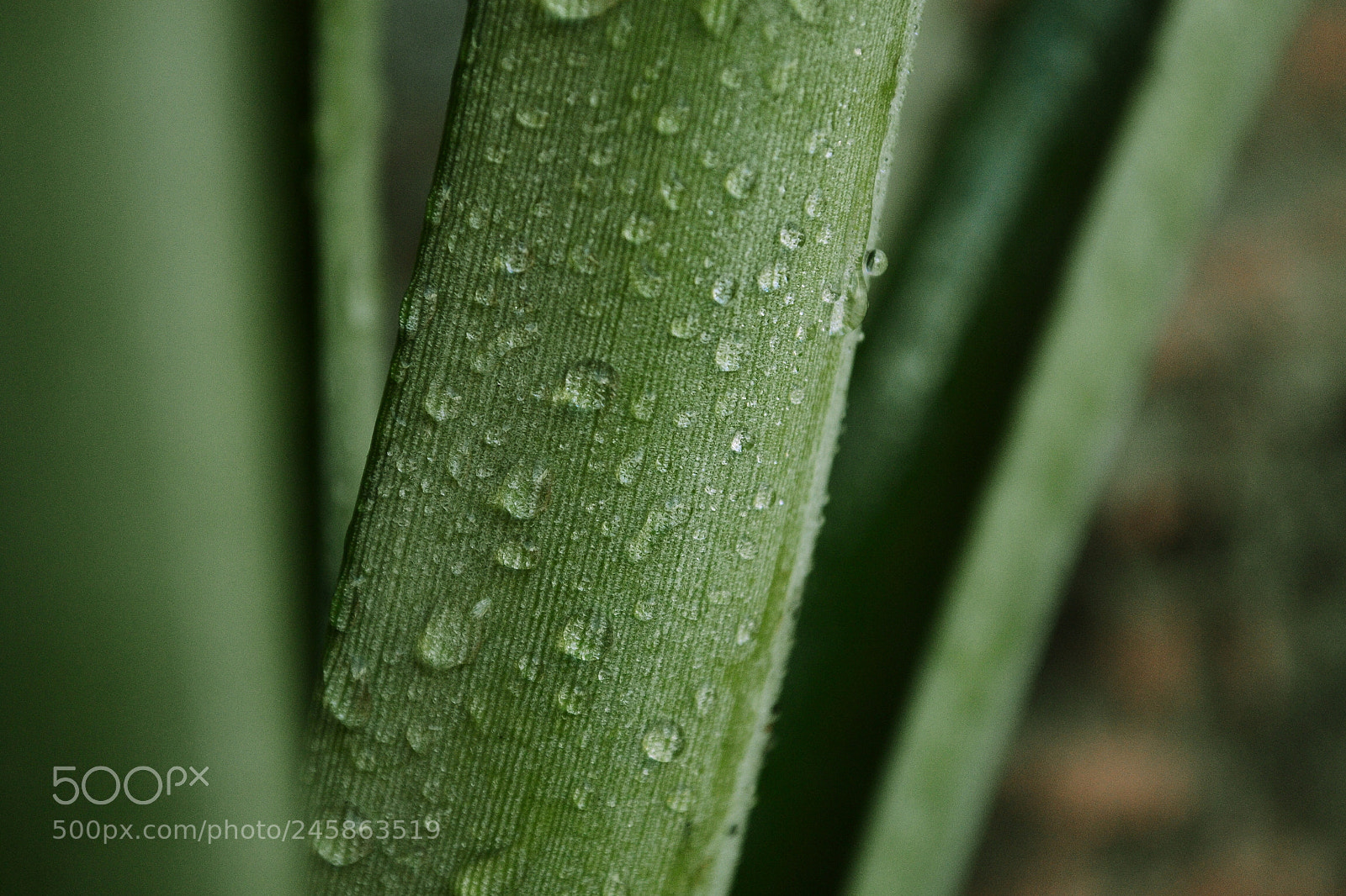 Nikon D3100 sample photo. Untitled photography