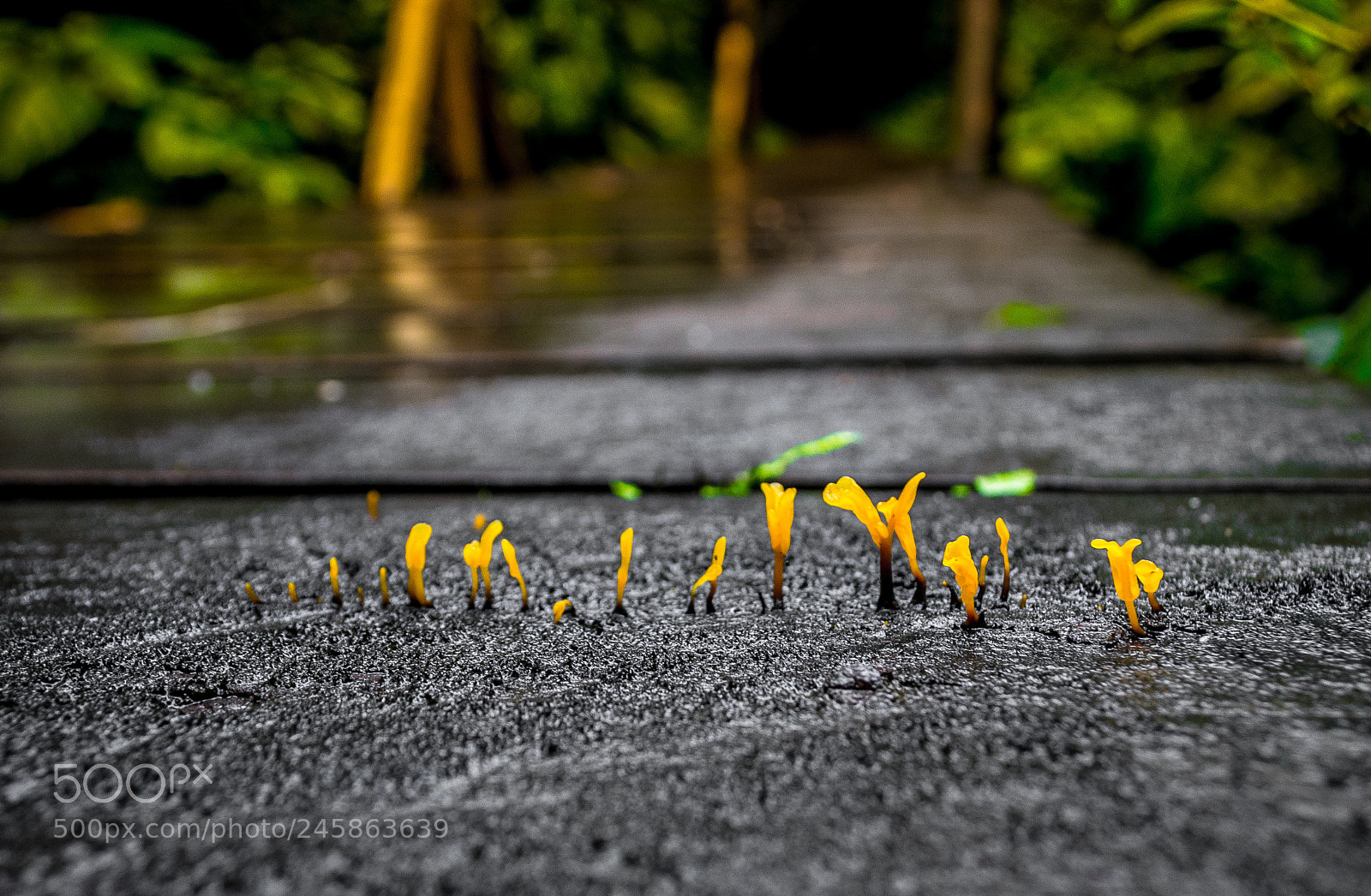 Nikon D3100 sample photo. Renace photography