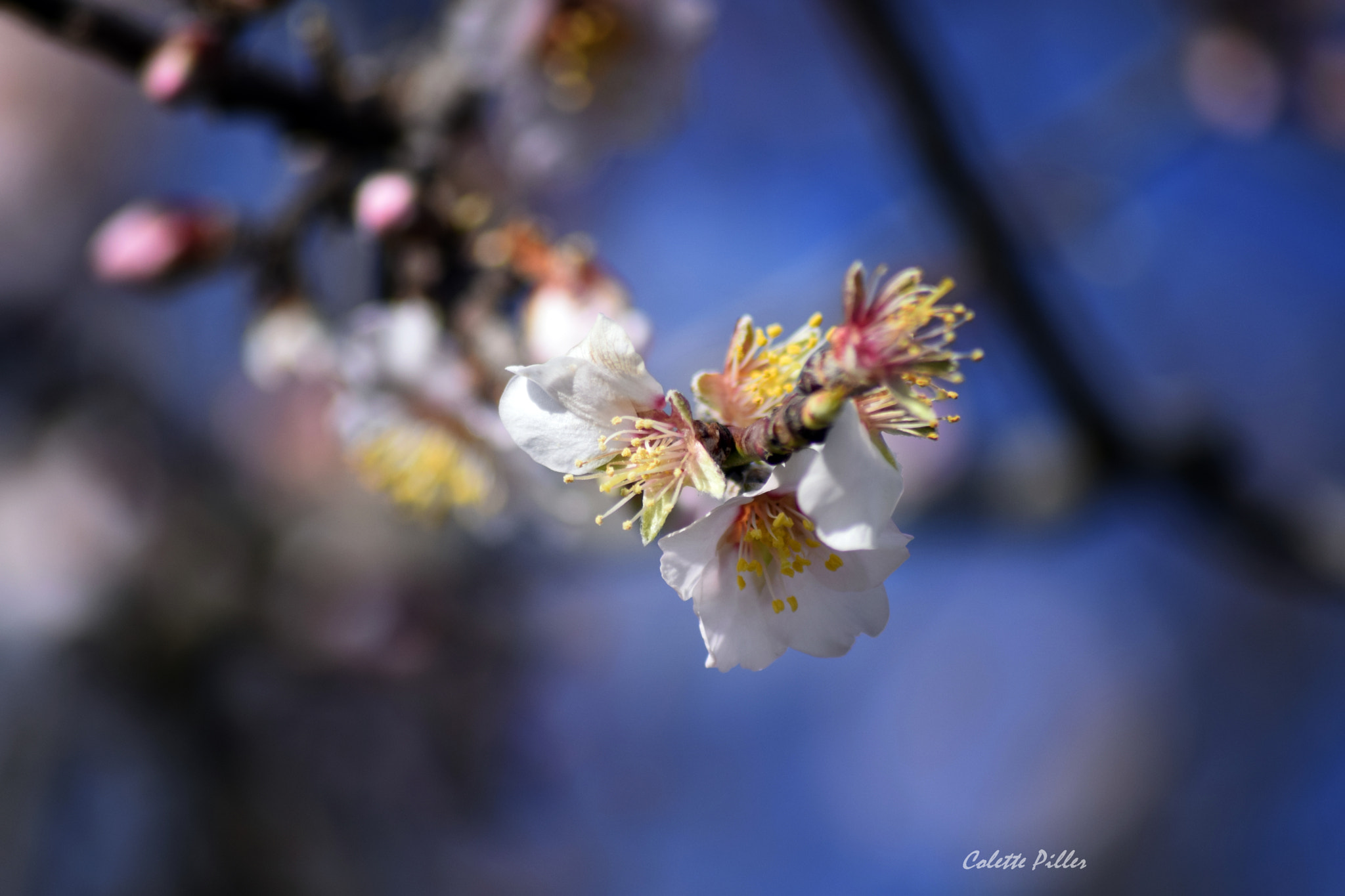 Sigma 70-300mm F4-5.6 APO DG Macro sample photo. Imminence photography