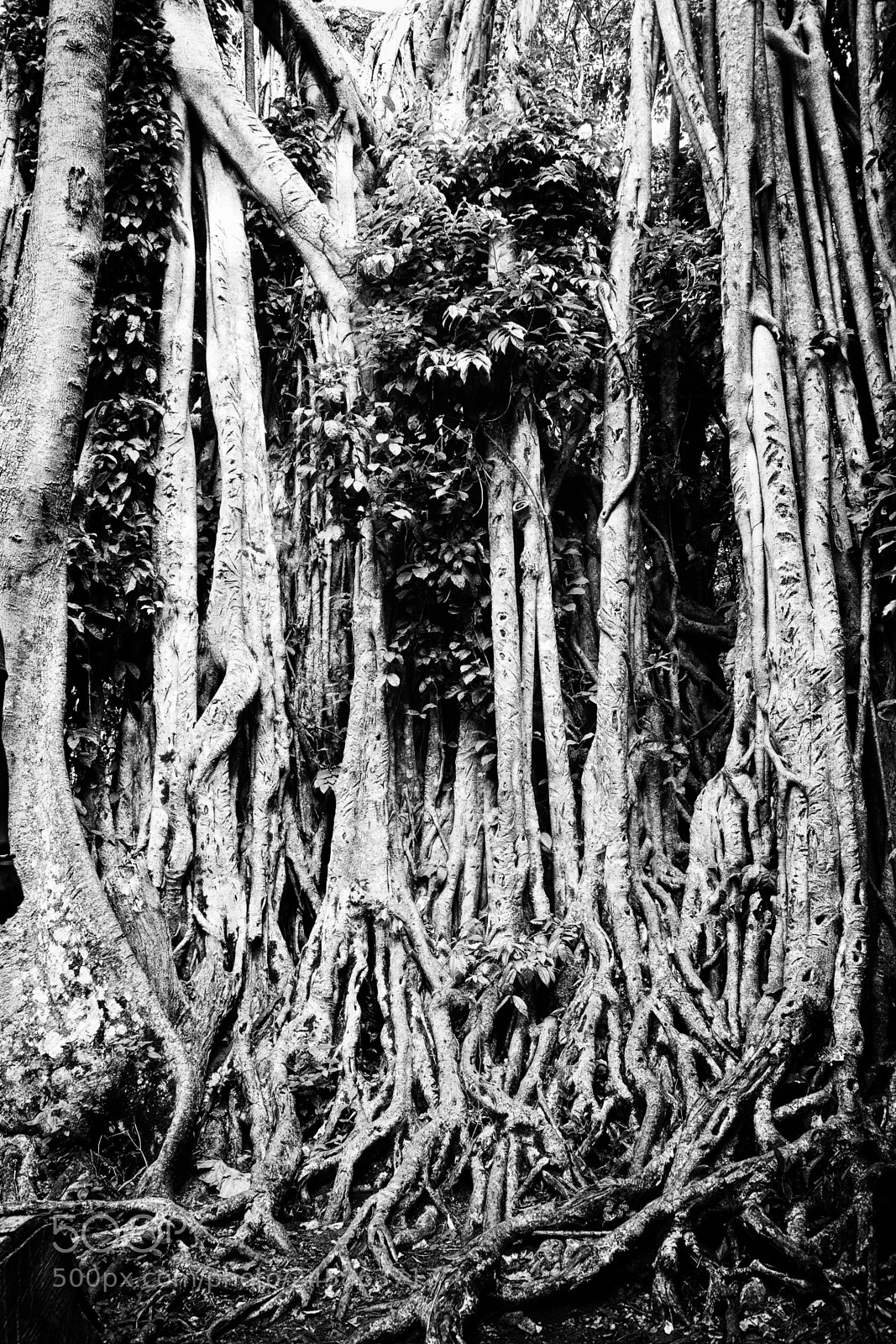 Nikon D800 sample photo. Ficus photography