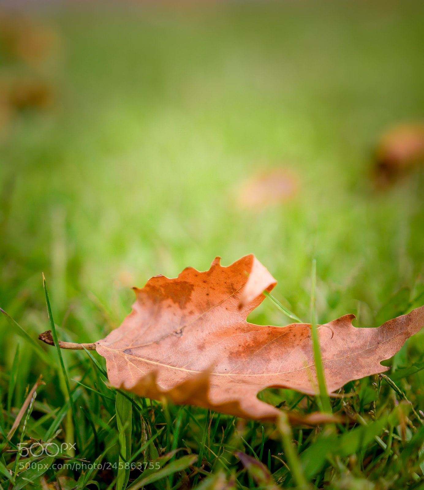 Nikon D5200 sample photo. Autumn's single leaf photography