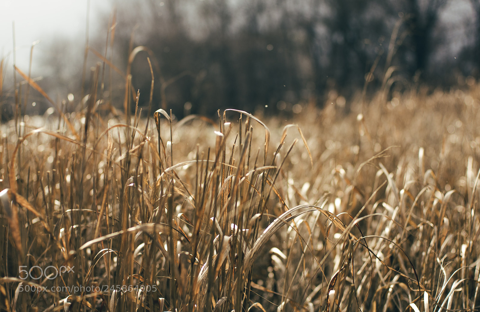 Pentax K-3 sample photo. In winter photography
