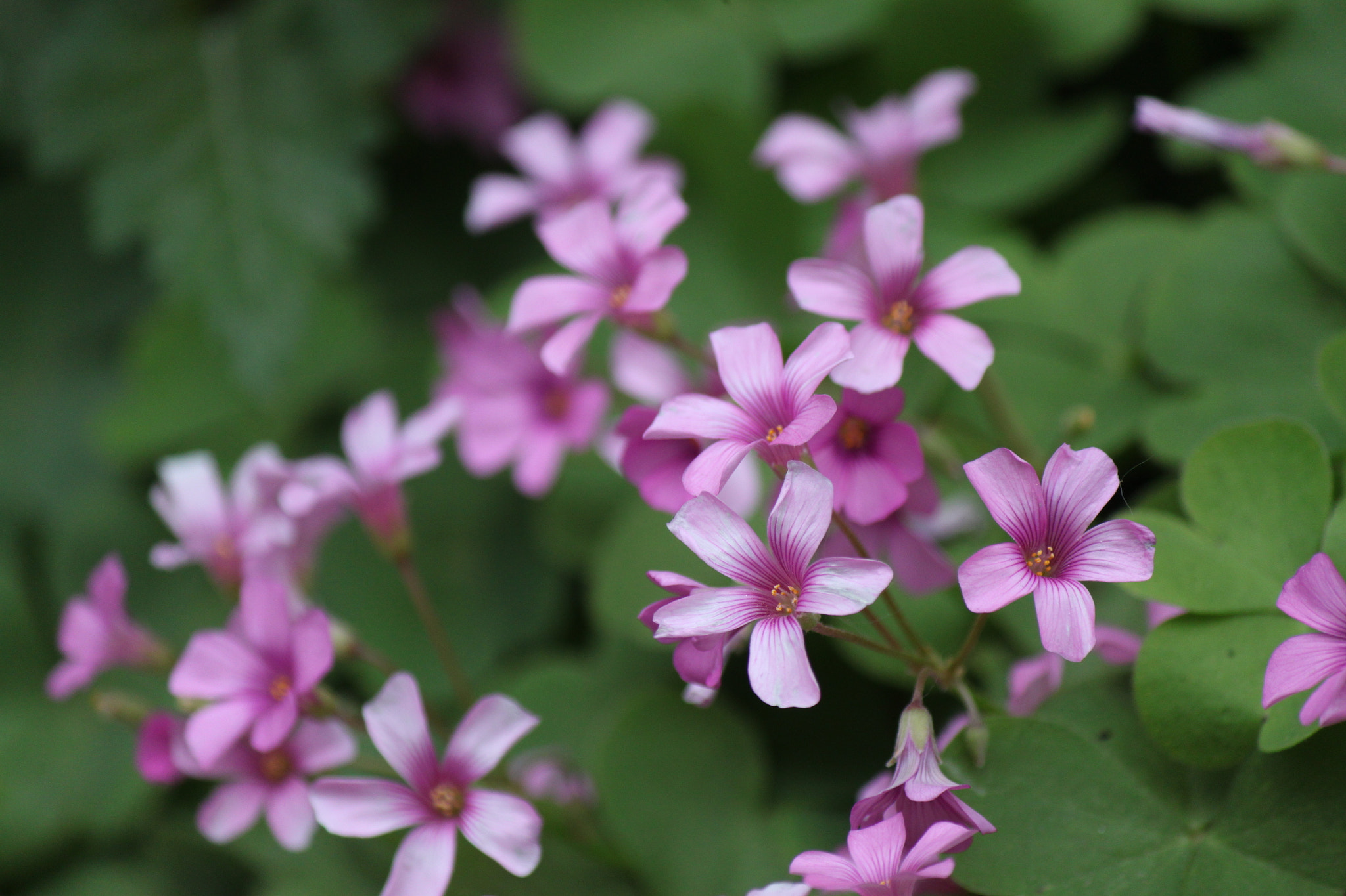 Canon EF-S 55-250mm F4-5.6 IS sample photo