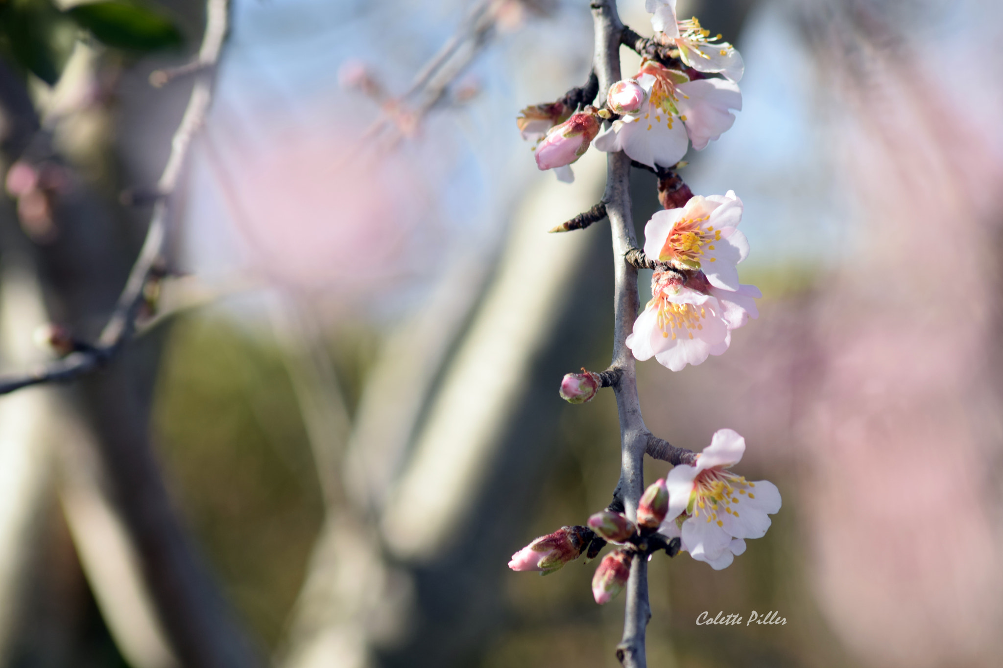 Sigma 70-300mm F4-5.6 APO DG Macro sample photo. Imminence photography