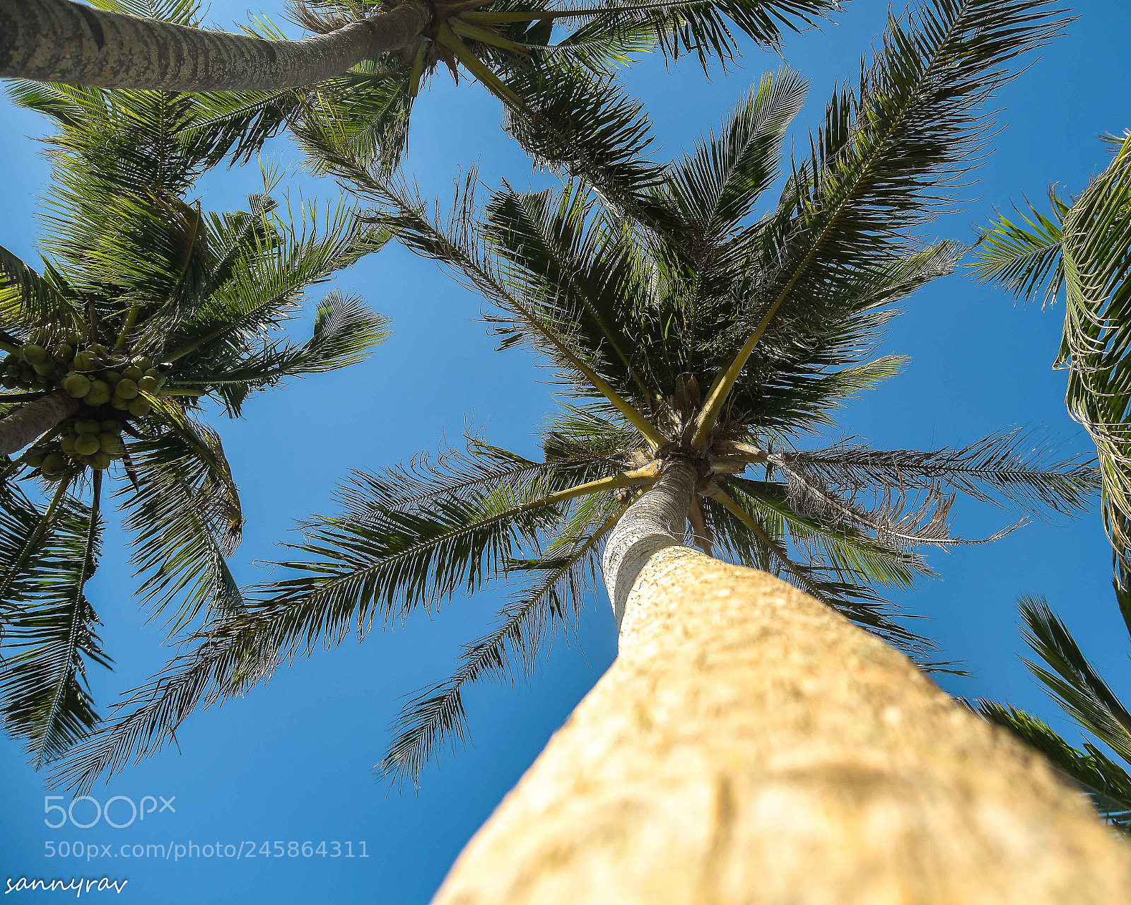 Nikon D7500 sample photo. Coconut tree photography
