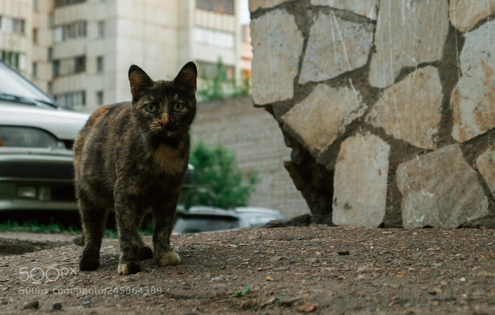 Sony SLT-A37 sample photo. Street cat photography