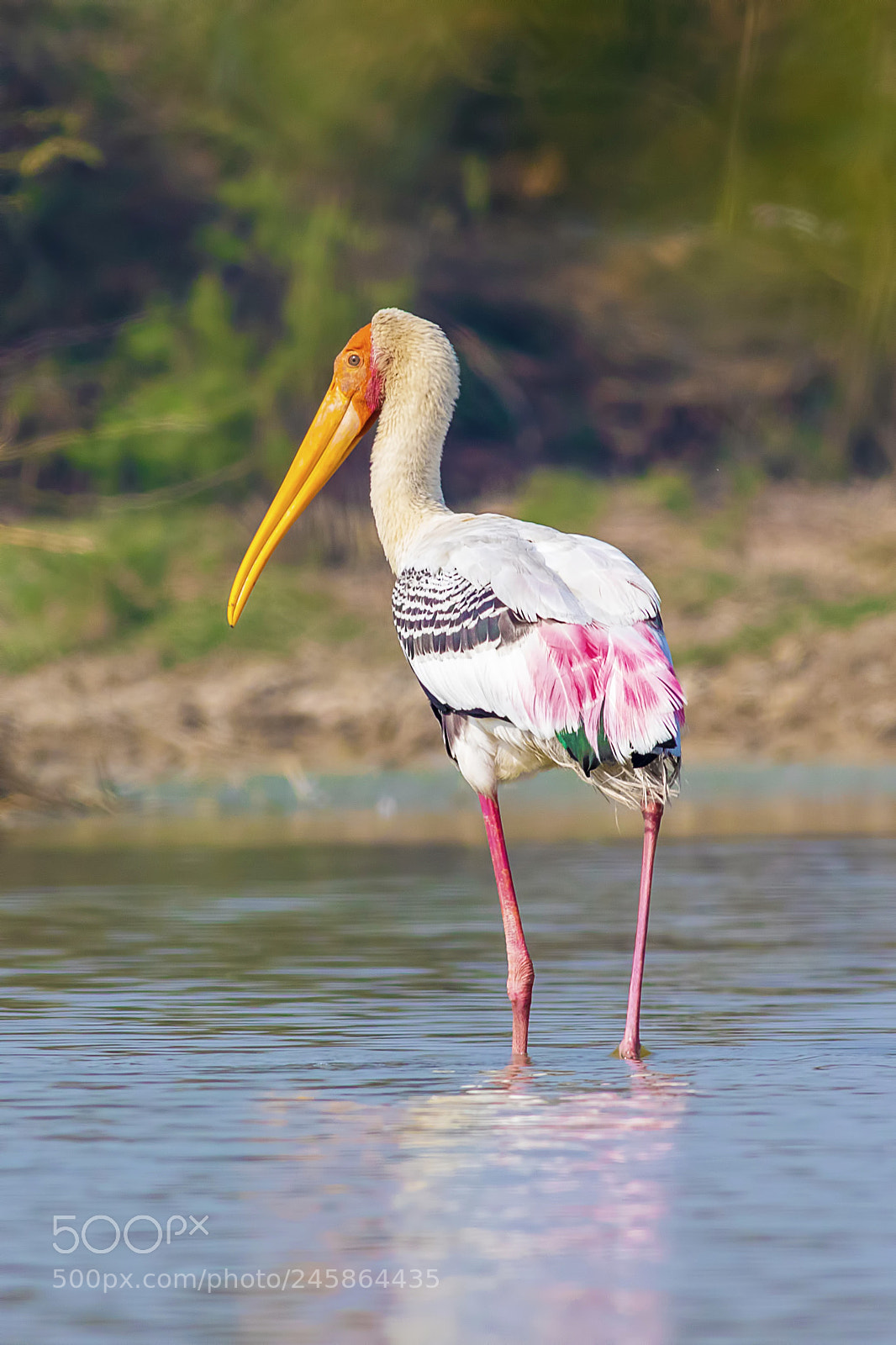 Canon EOS 7D Mark II sample photo. Painted stork photography