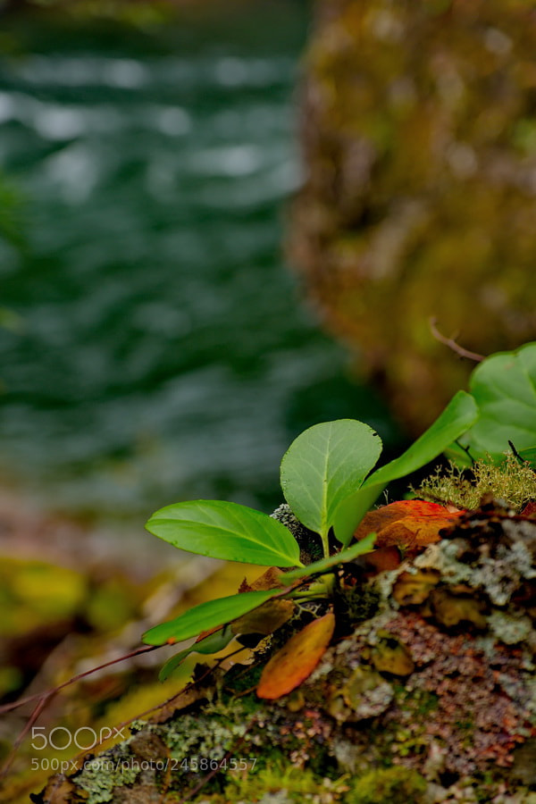Fujifilm X-T1 sample photo. Bergenia photography