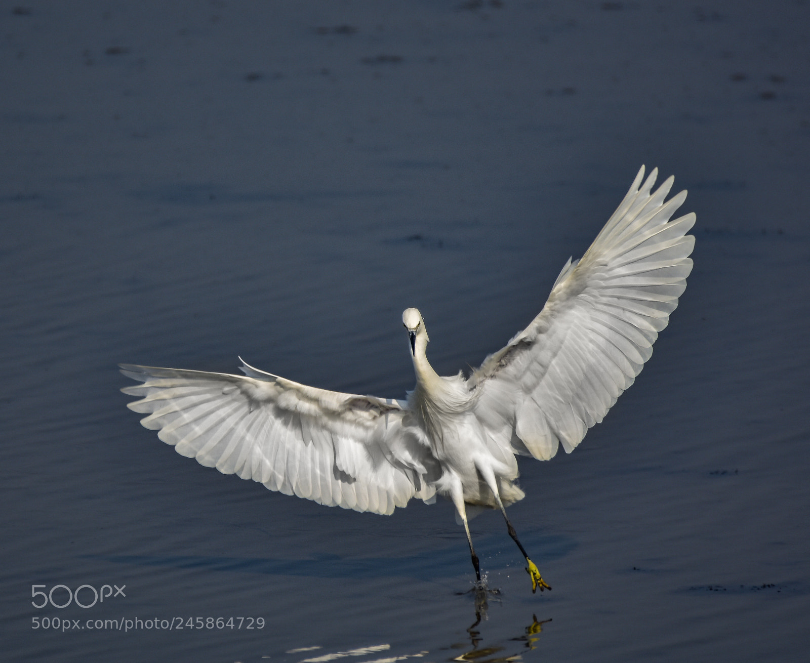Nikon D7200 sample photo. Natural landing photography