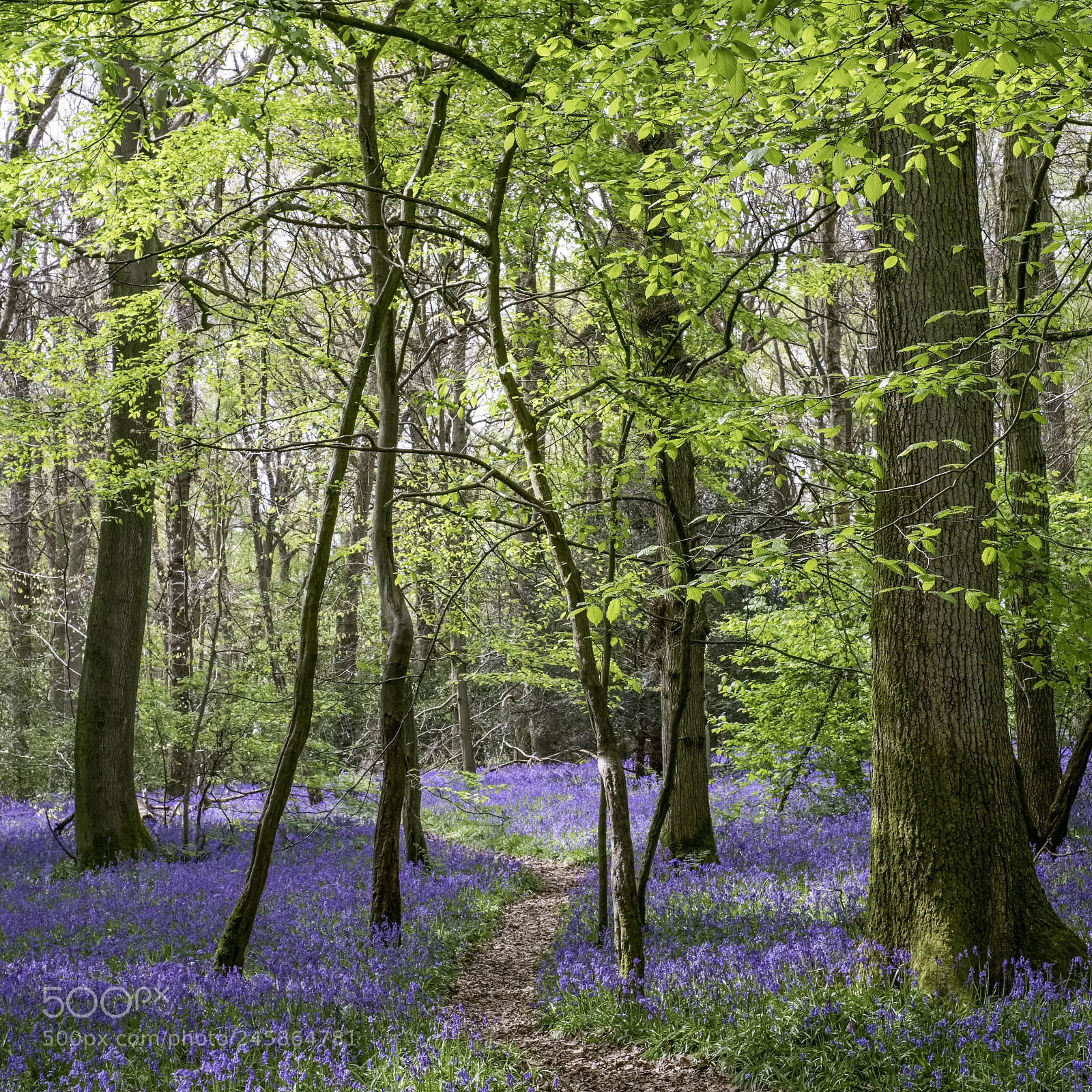 Fujifilm X-T2 sample photo. Bluebells in staffhurst woods photography
