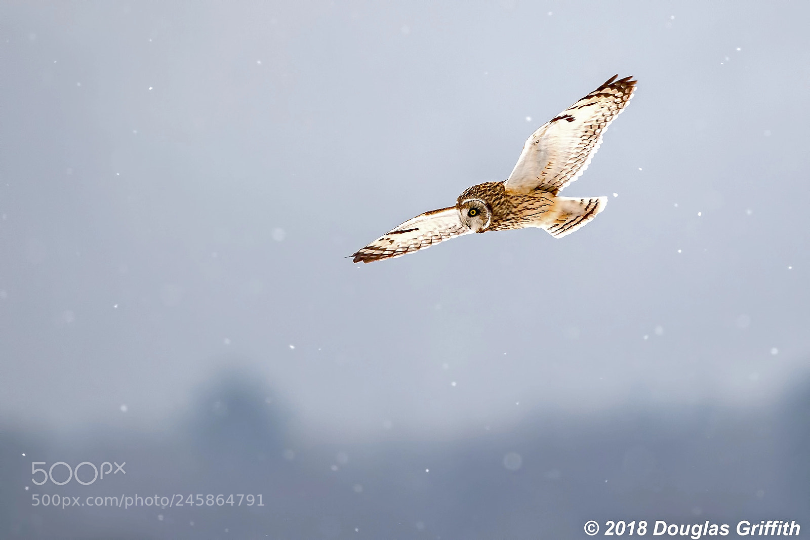 Nikon D500 sample photo. Hunting hunting short-eared owl photography
