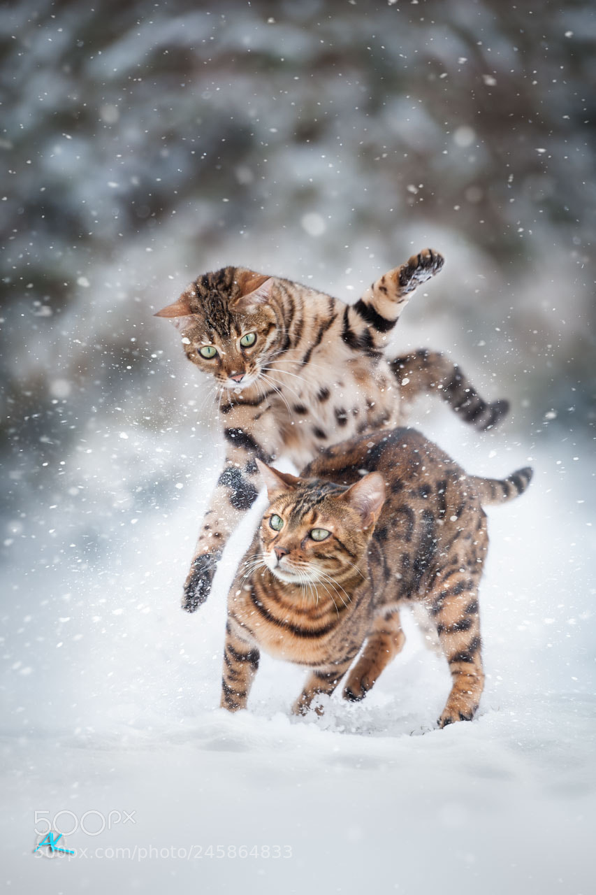 Nikon D3 sample photo. Bengals snow attack photography