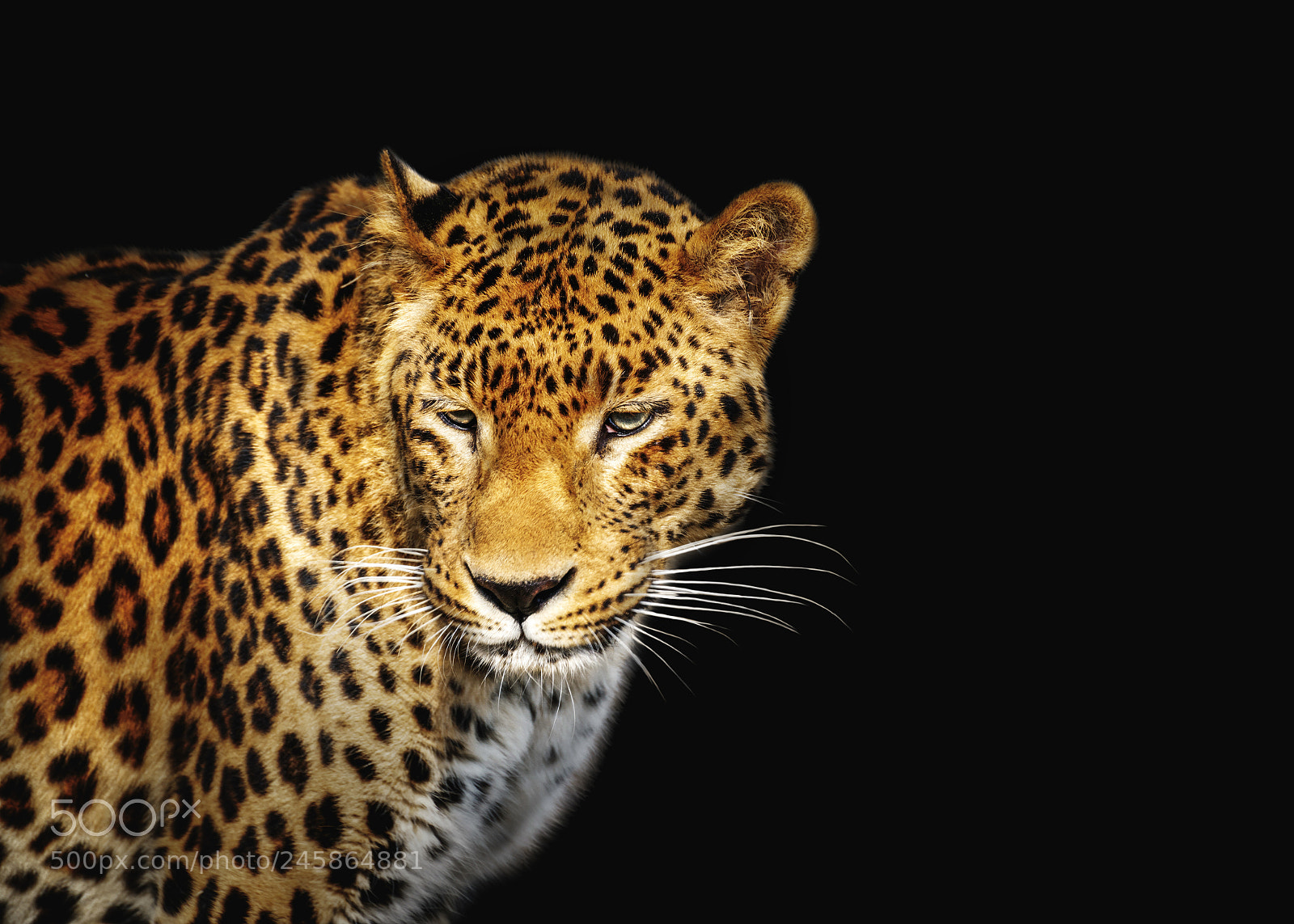 Nikon D3200 sample photo. Close-up leopard portrait on photography
