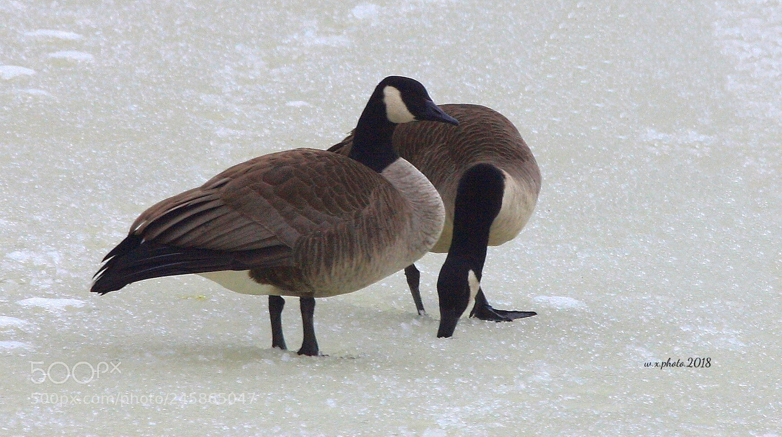 Canon EOS-1Ds Mark III sample photo. A pair of ice photography