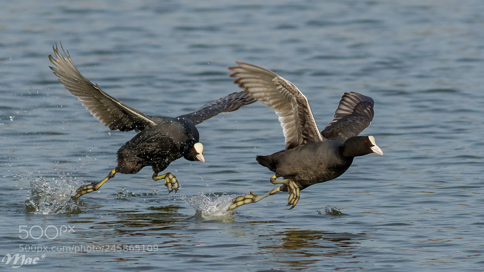 Canon EOS 7D Mark II sample photo. Chase of coots photography