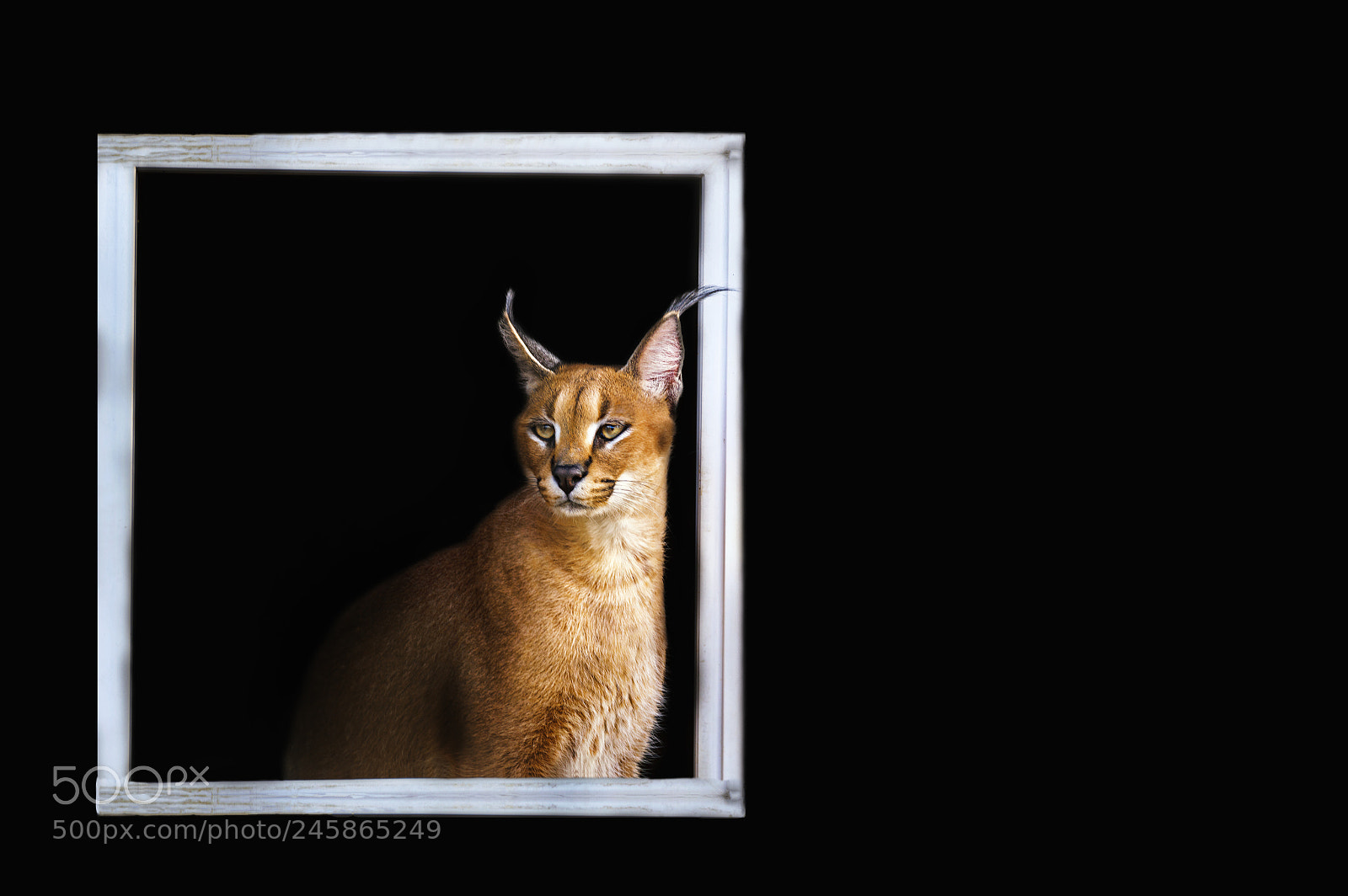 Nikon D3200 sample photo. Beautiful caracal lynx over photography