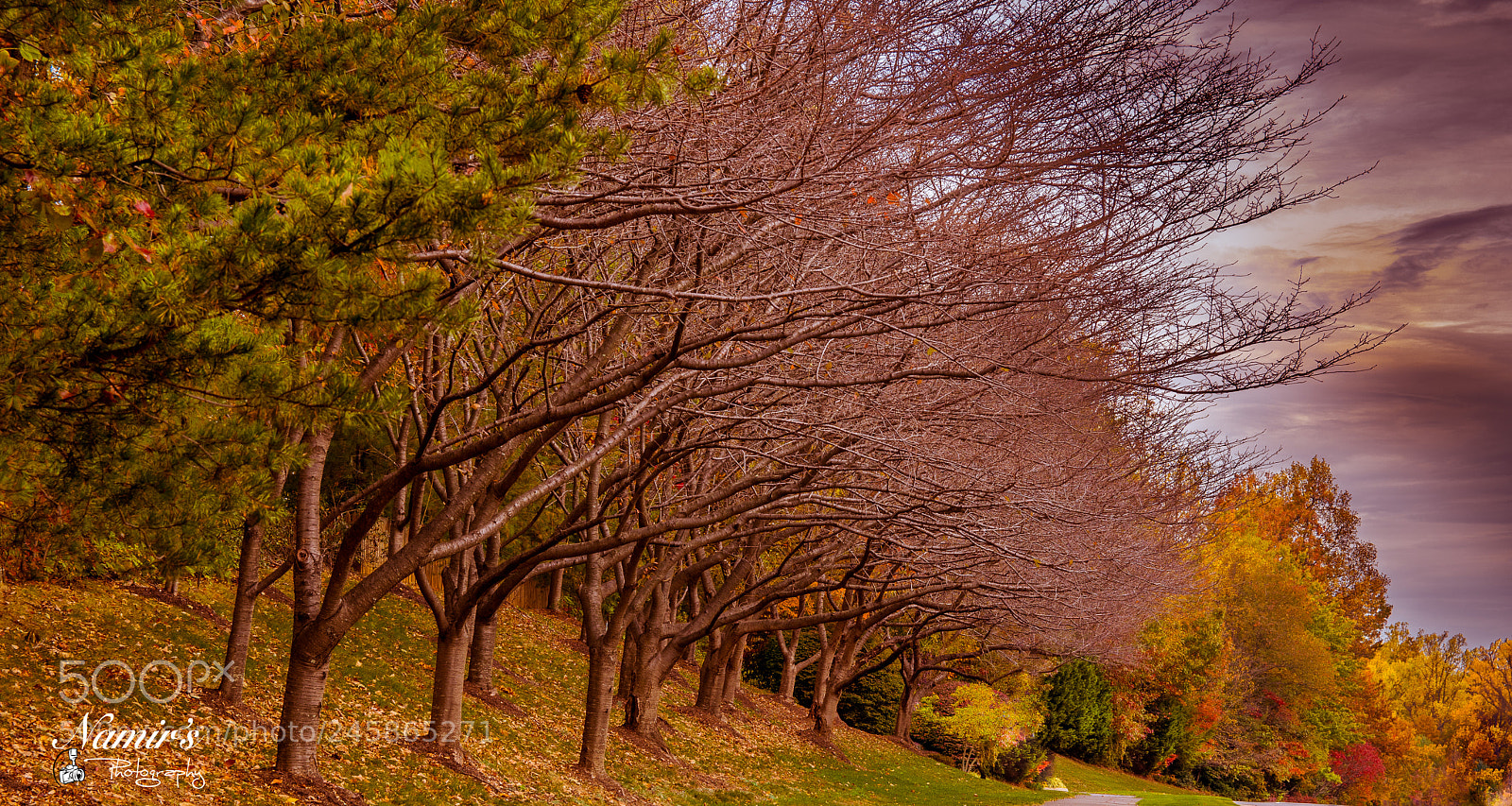 Nikon D500 sample photo. Fall view photography