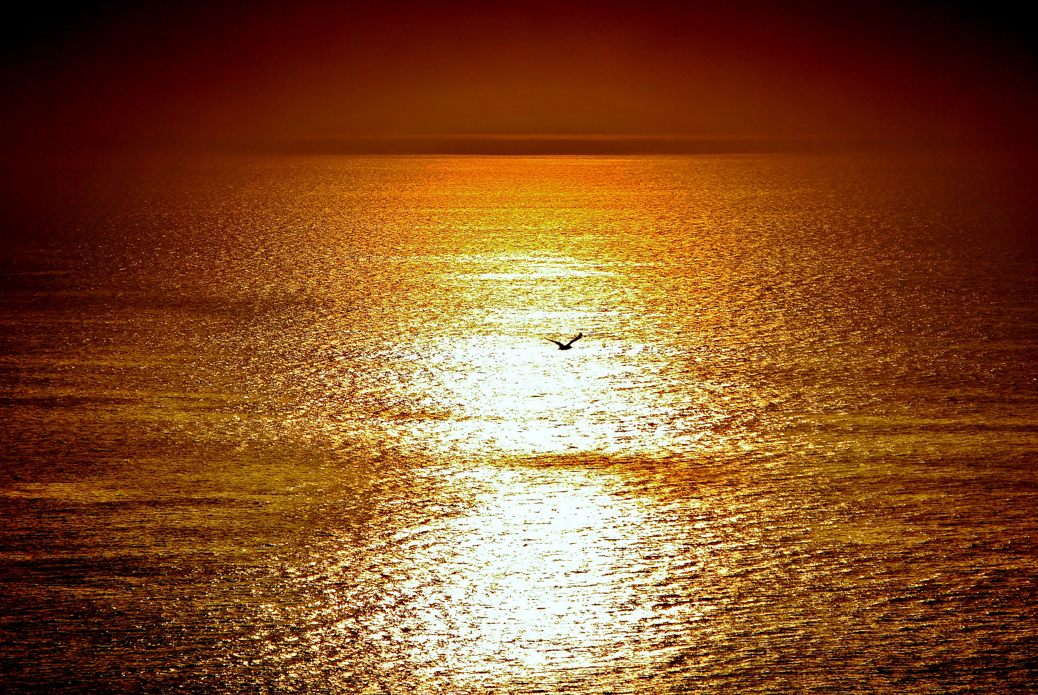 Nikon D3000 sample photo. Sunset flight photography