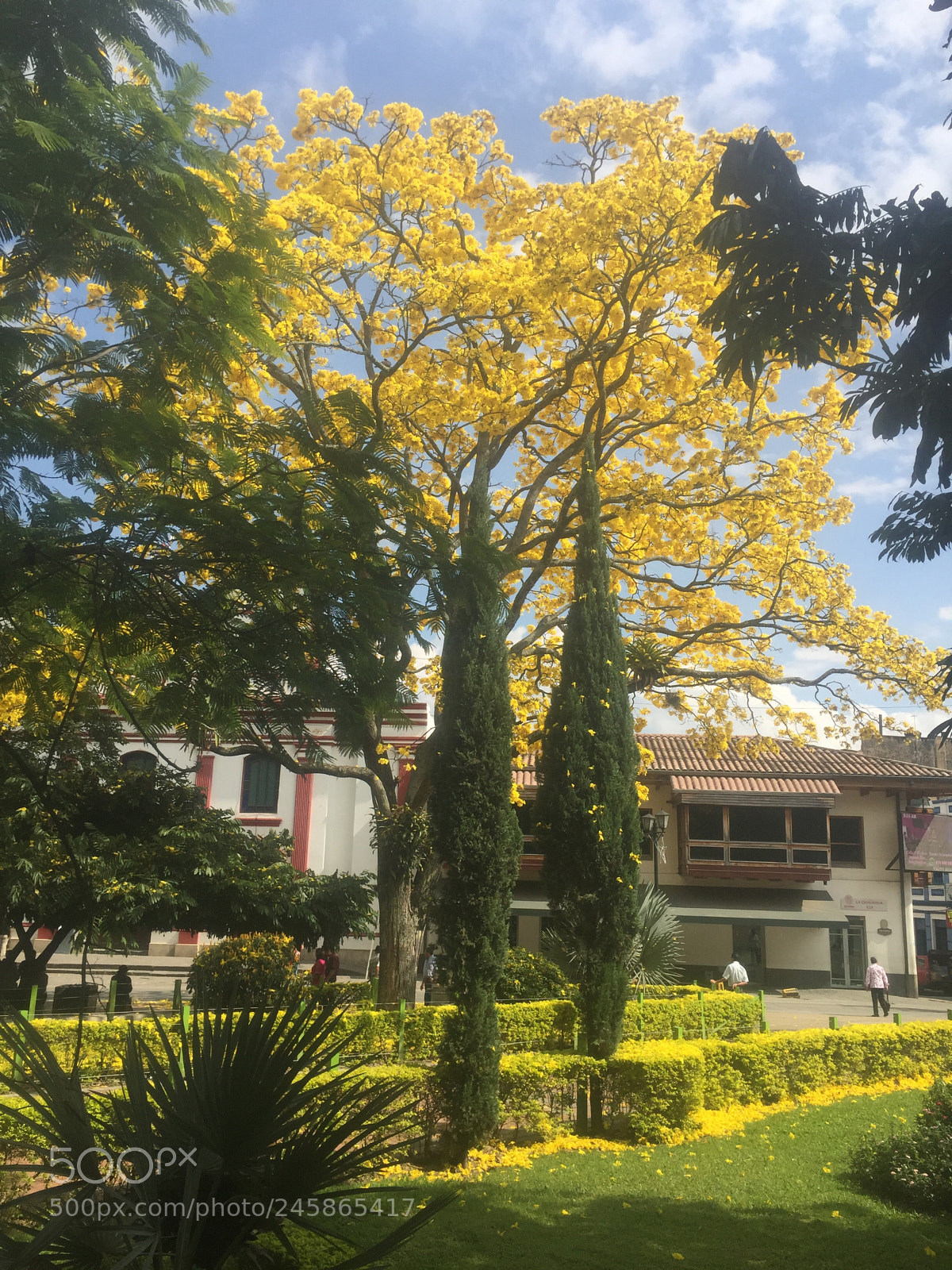 Apple iPhone 6 sample photo. Parque de pacho photography