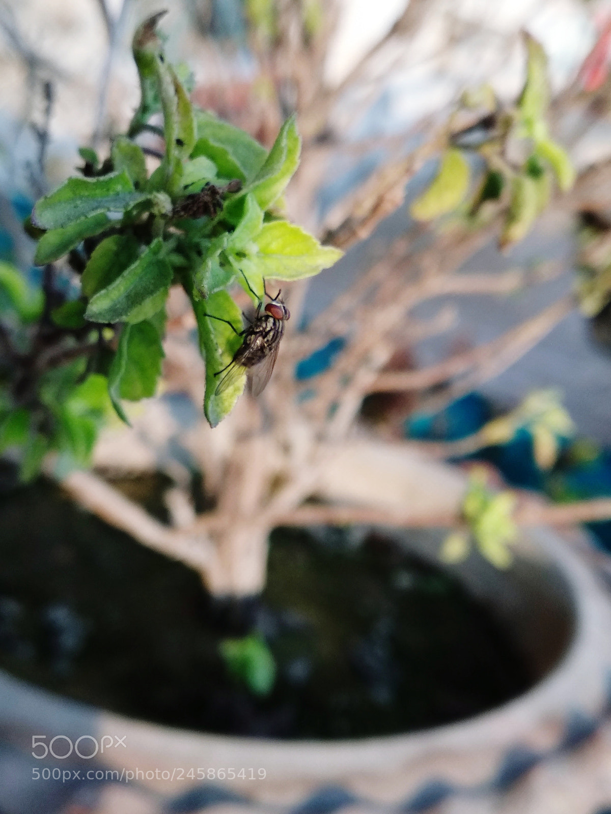 Xiaomi Mi A1 sample photo. Tiny insect photography