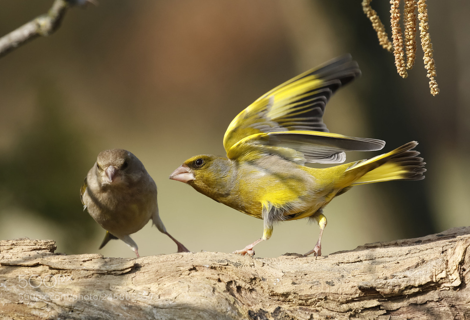 Canon EOS 7D Mark II sample photo. Yellow greenfinch photography