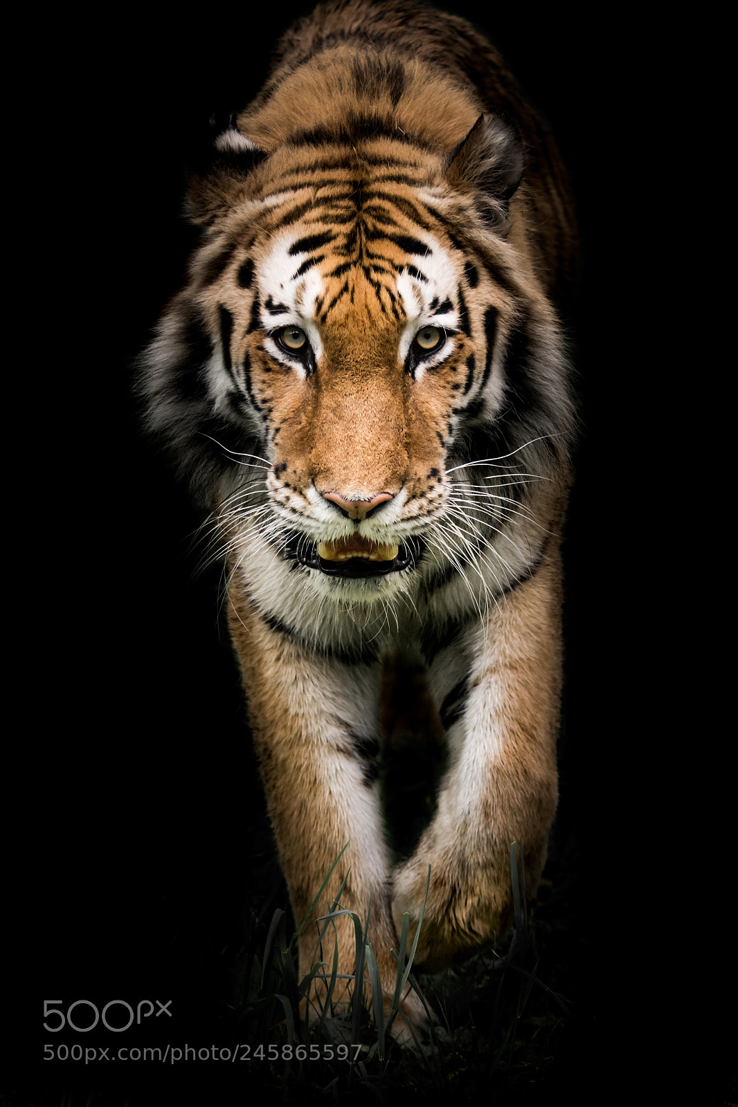 Nikon D810 sample photo. Amur tiger on the photography
