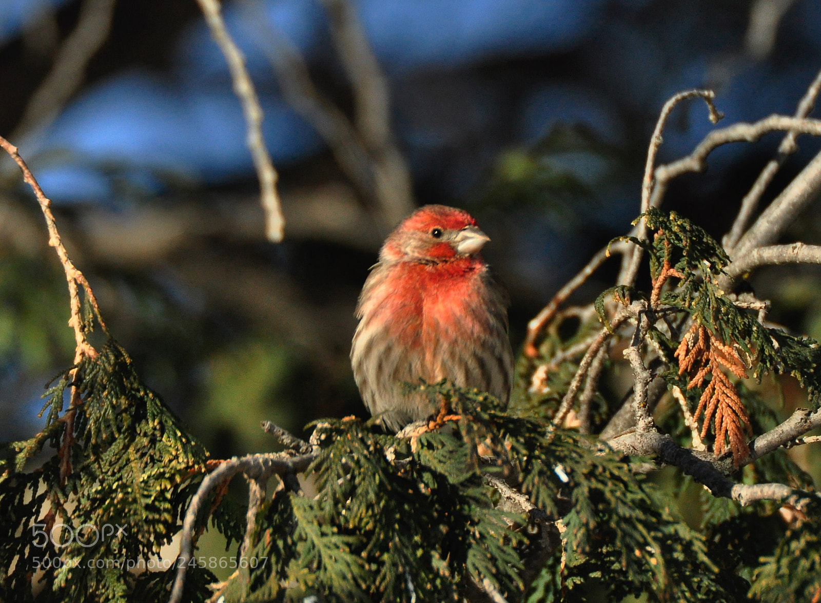 Nikon D90 sample photo. House finch photography