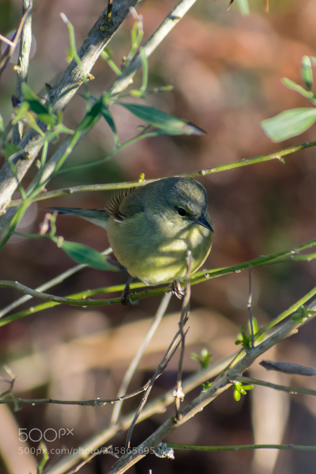 Nikon D3400 sample photo. Ruby crowned kinglet photography