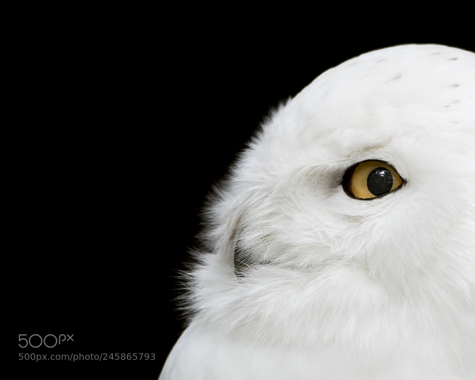 Nikon D810 sample photo. Snowy owl photography