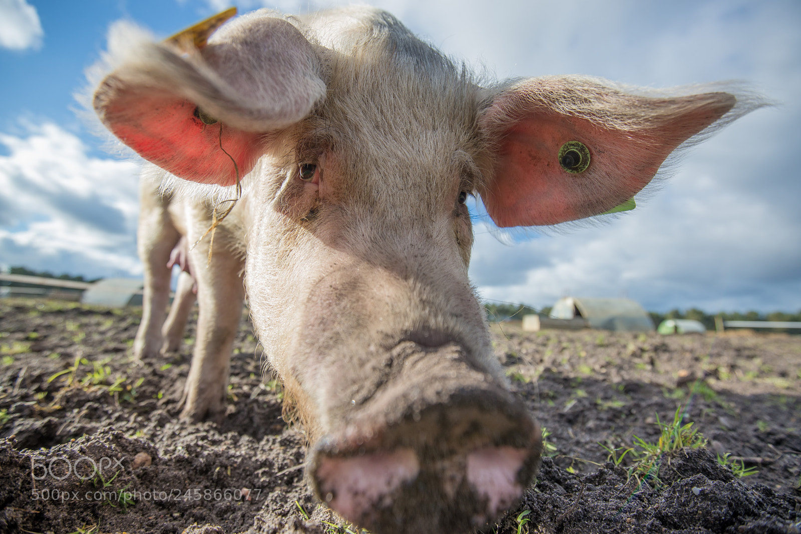 Nikon D600 sample photo. Pigs photography