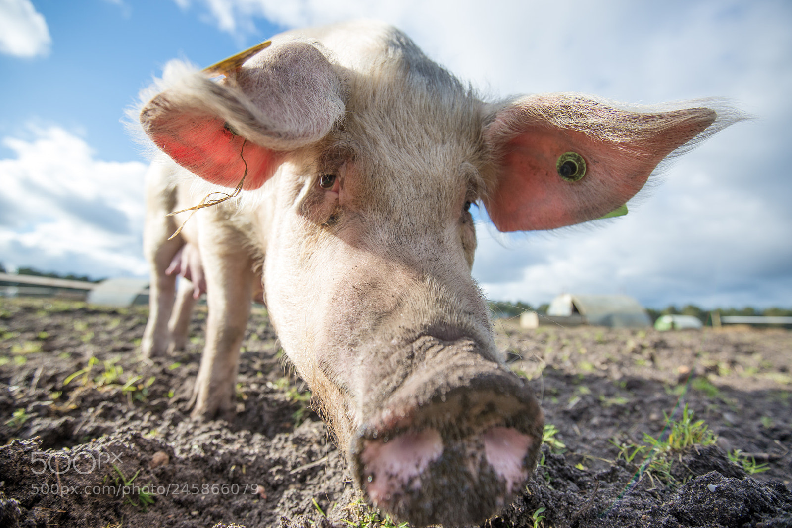 Nikon D600 sample photo. Pigs photography