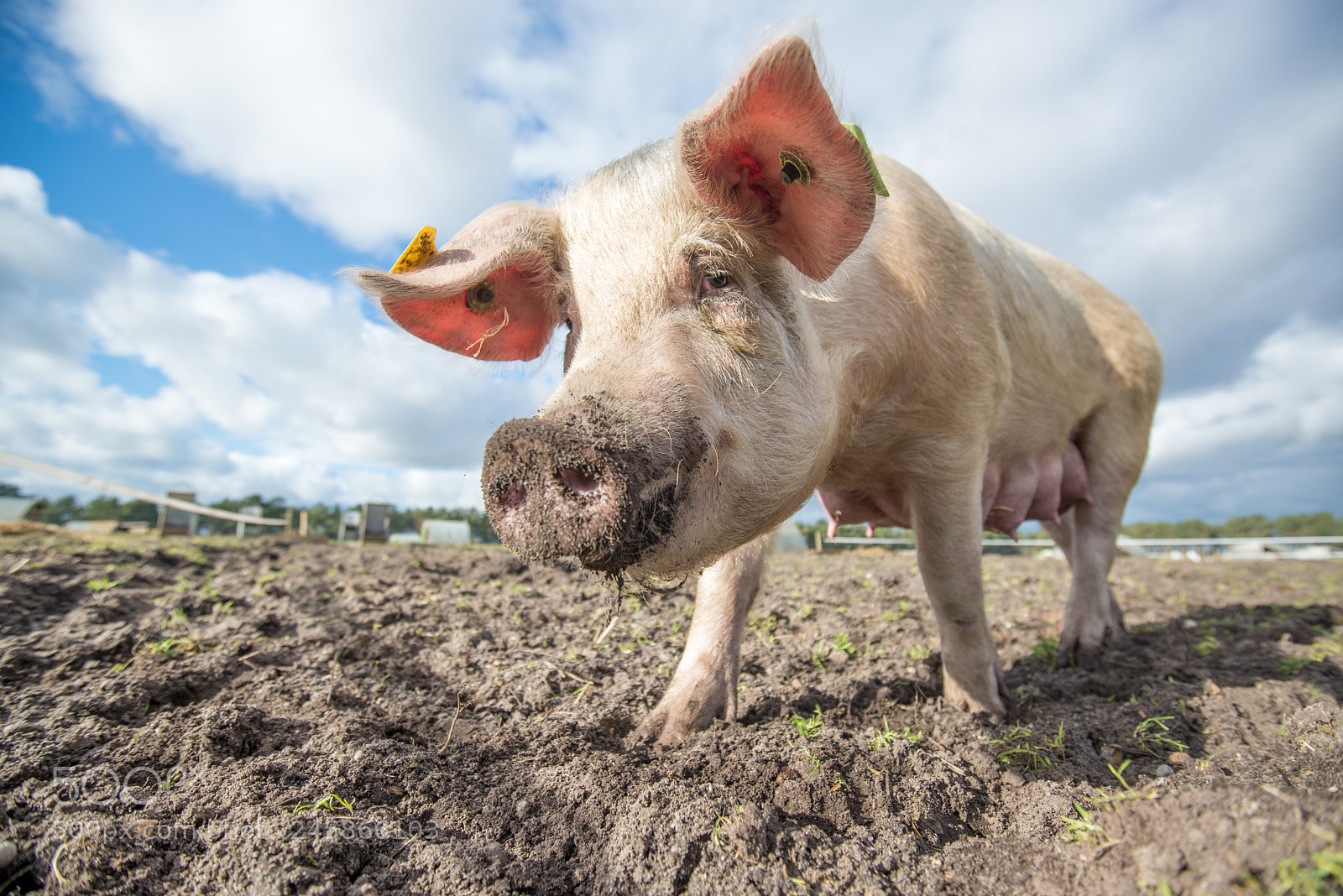 Nikon D600 sample photo. Pigs photography