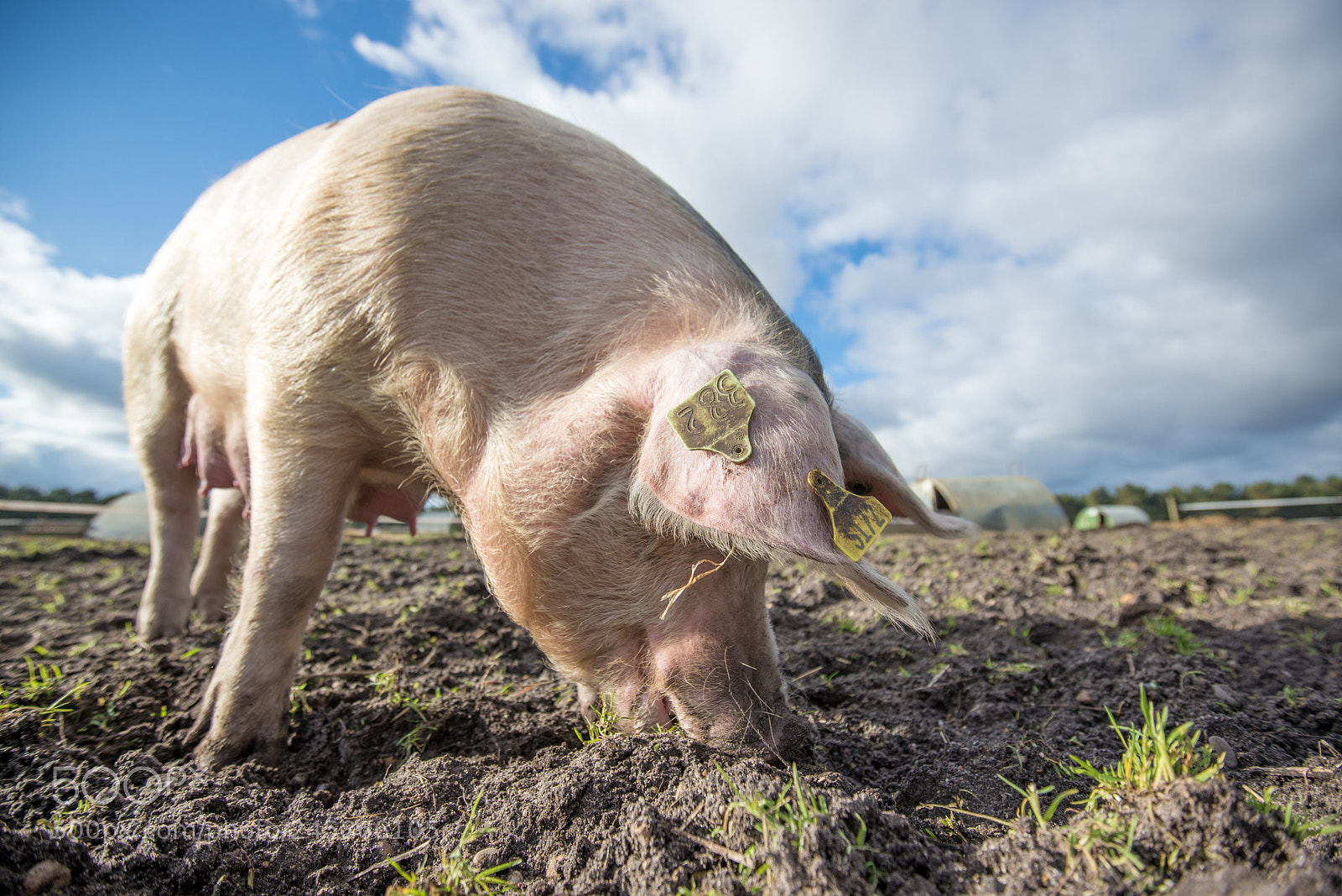 Nikon D600 sample photo. Pigs photography