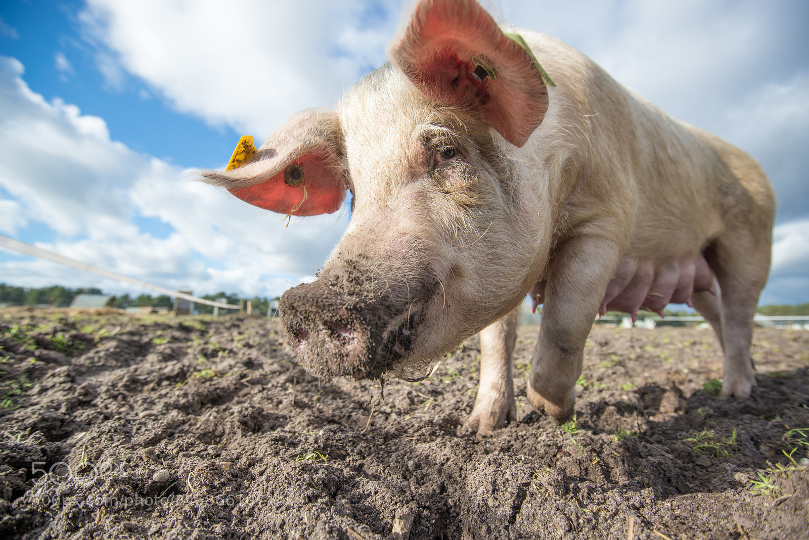 Nikon D600 sample photo. Pigs photography
