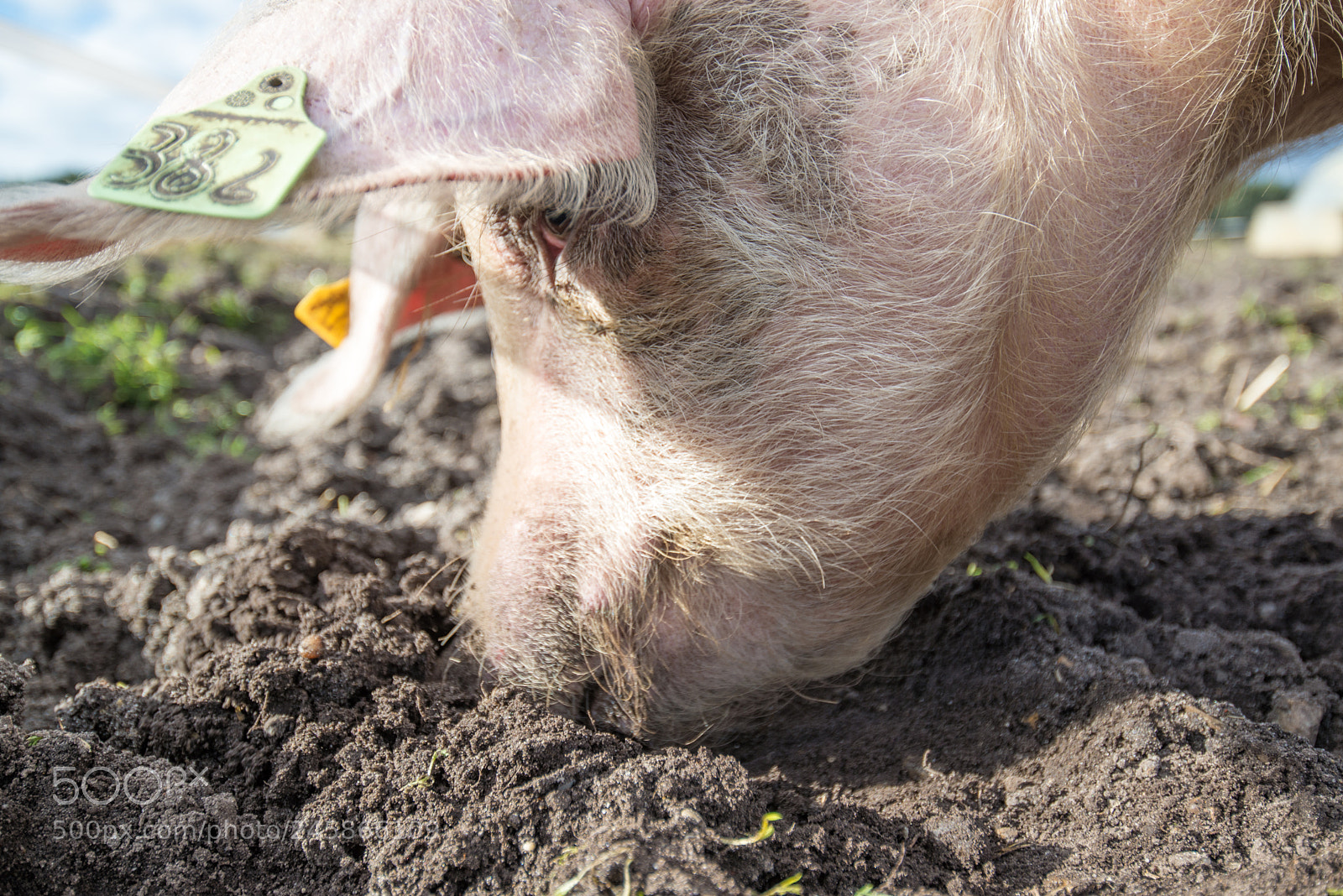 Nikon D600 sample photo. Pigs photography