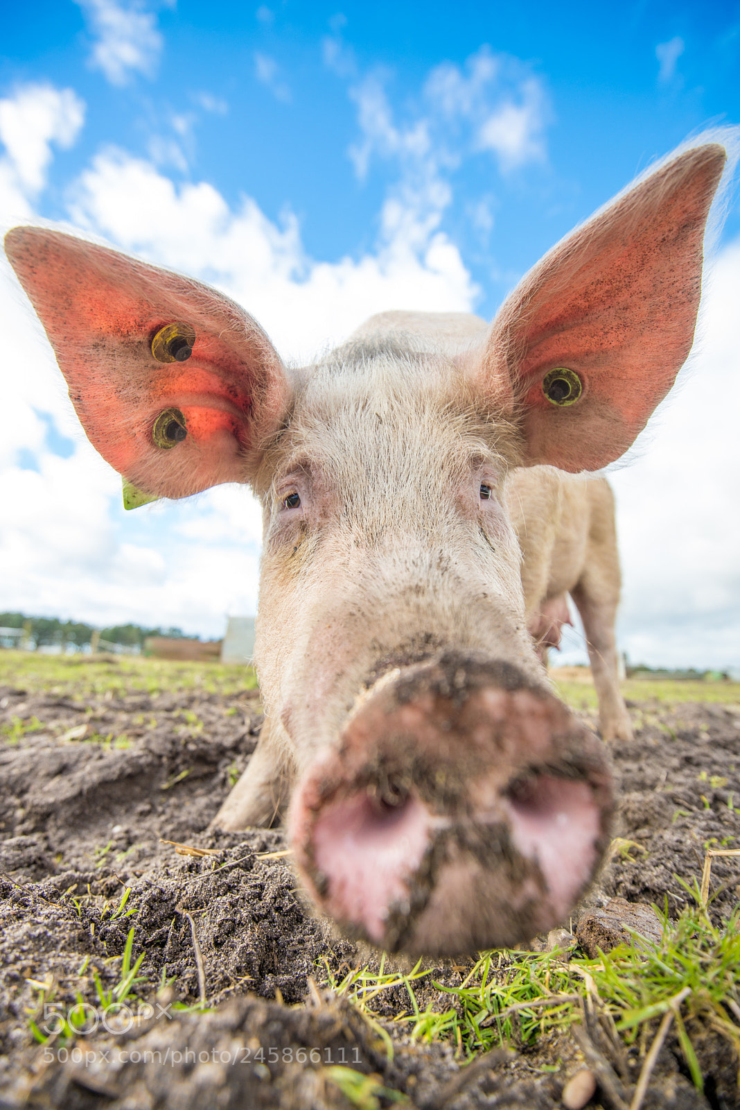 Nikon D600 sample photo. Pigs photography