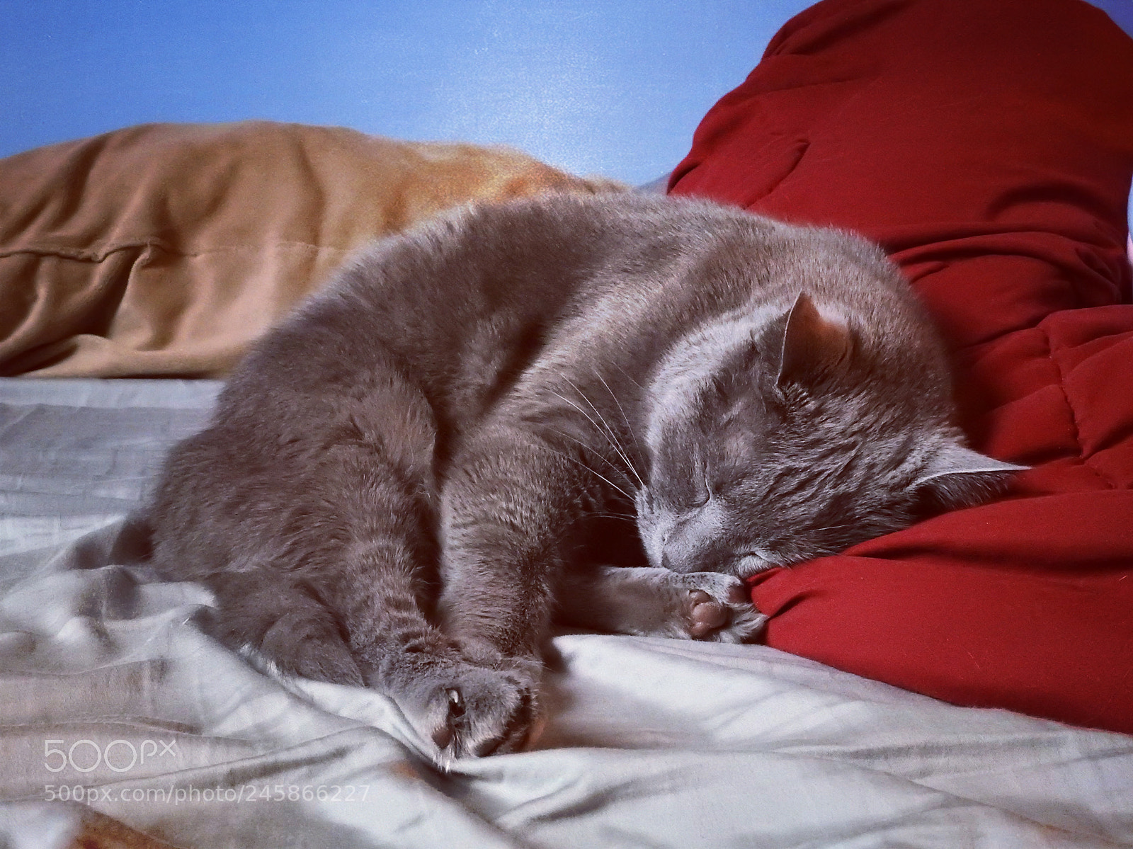 Nikon Coolpix P900 sample photo. Do android cats dream photography