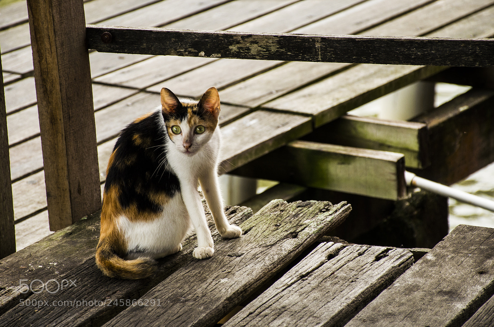 Nikon D5100 sample photo. What a cat photography