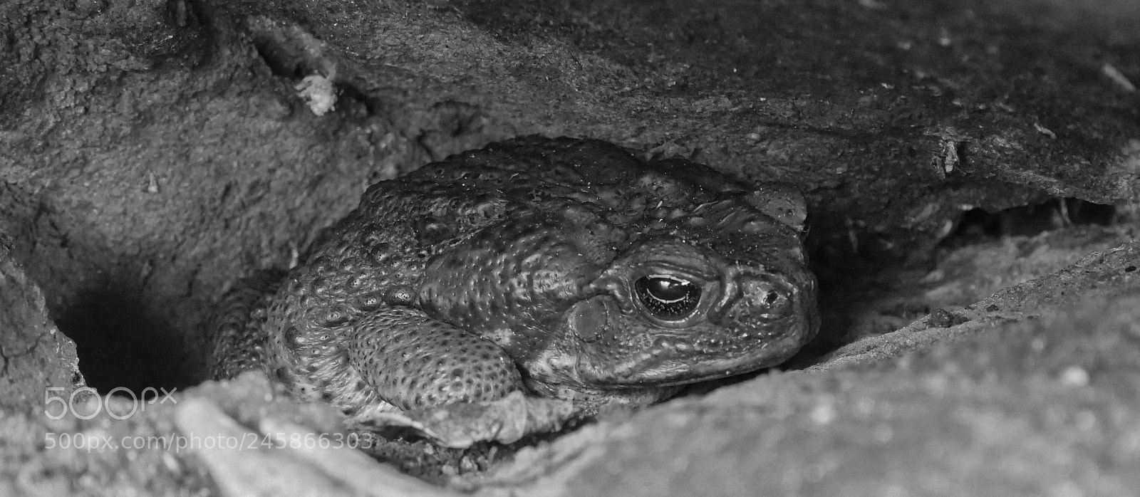 Panasonic Lumix DMC-GX85 (Lumix DMC-GX80 / Lumix DMC-GX7 Mark II) sample photo. Big toad, december 2017, philippines photography