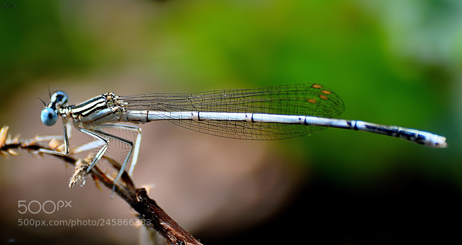 Nikon D5000 sample photo. Untitled photography