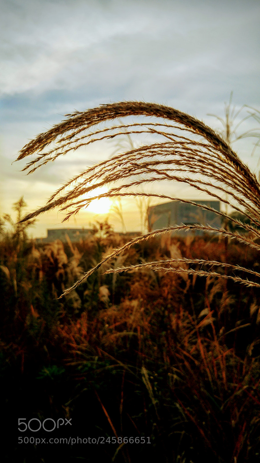 LG G4 sample photo. Grass and sunset in photography