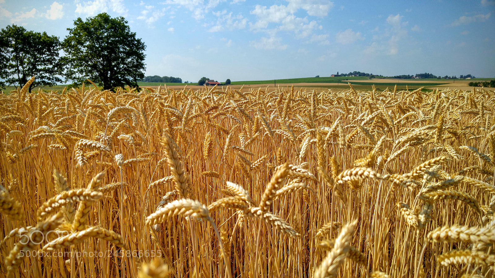 LG G4 sample photo. Fields near cern photography