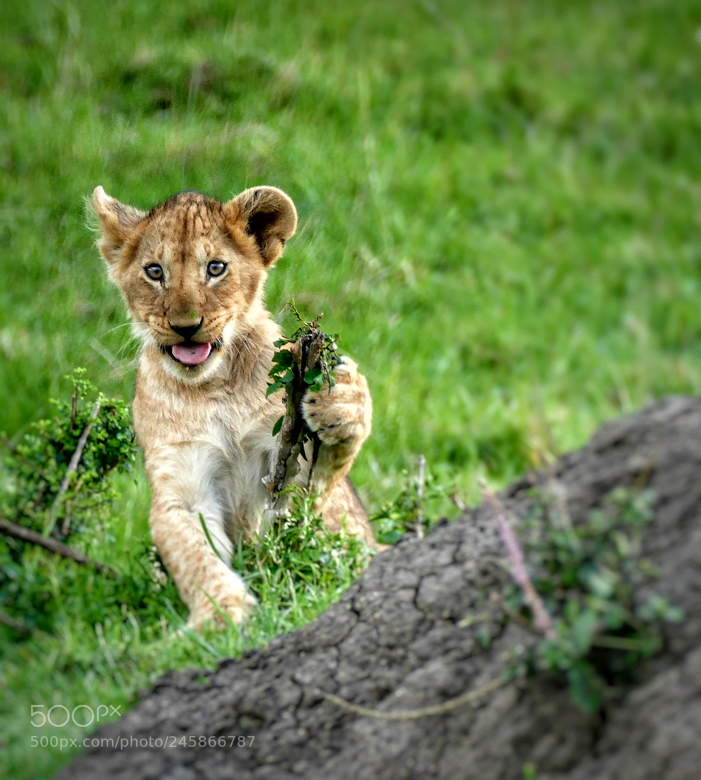 Panasonic Lumix DMC-FZ1000 sample photo. Lion offspring in the photography