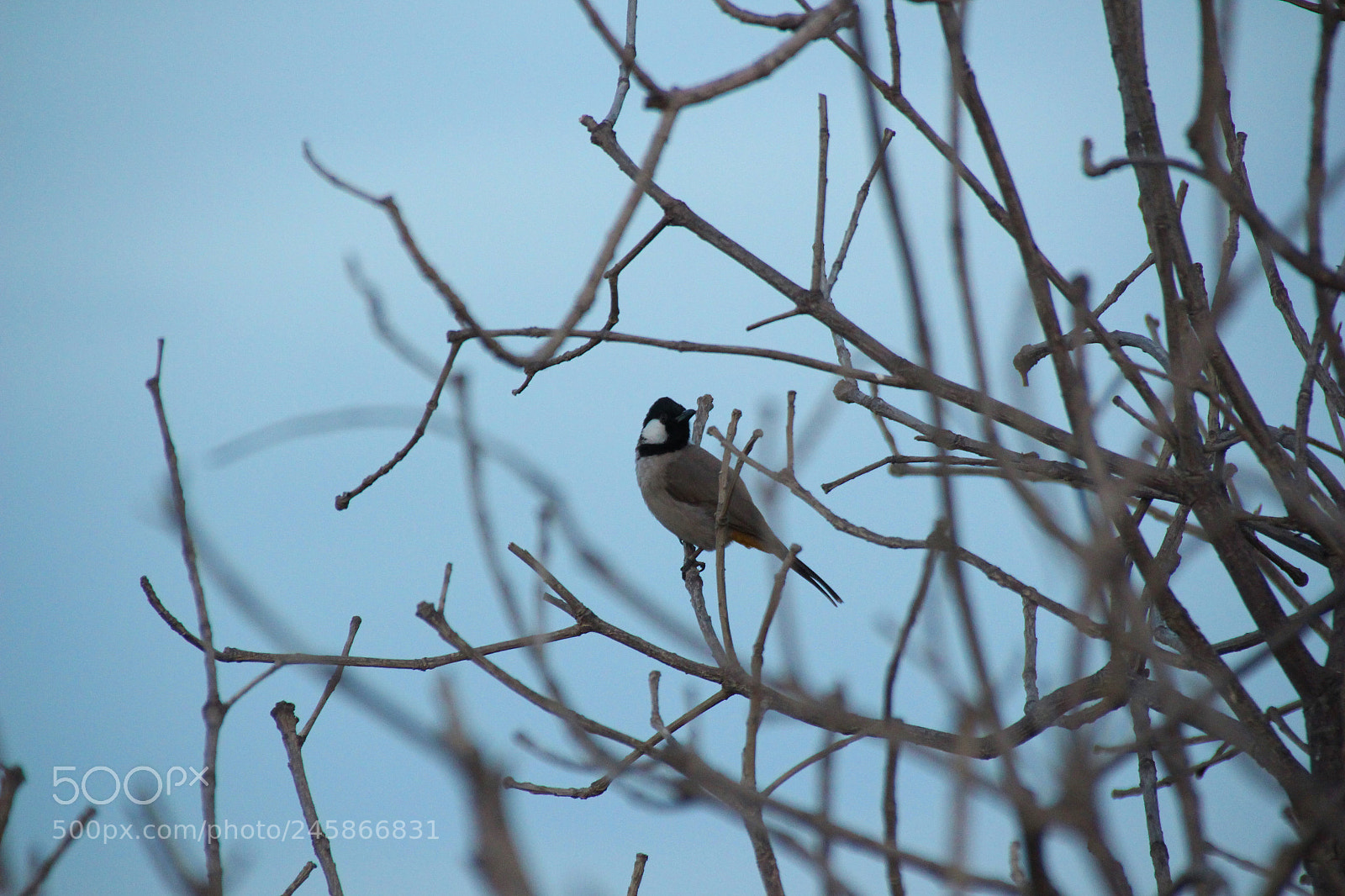 Canon EOS 650D (EOS Rebel T4i / EOS Kiss X6i) sample photo. Img photography