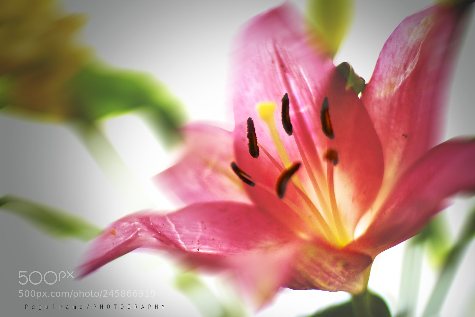 Canon EOS 1000D (EOS Digital Rebel XS / EOS Kiss F) sample photo. Colors wind and flower photography