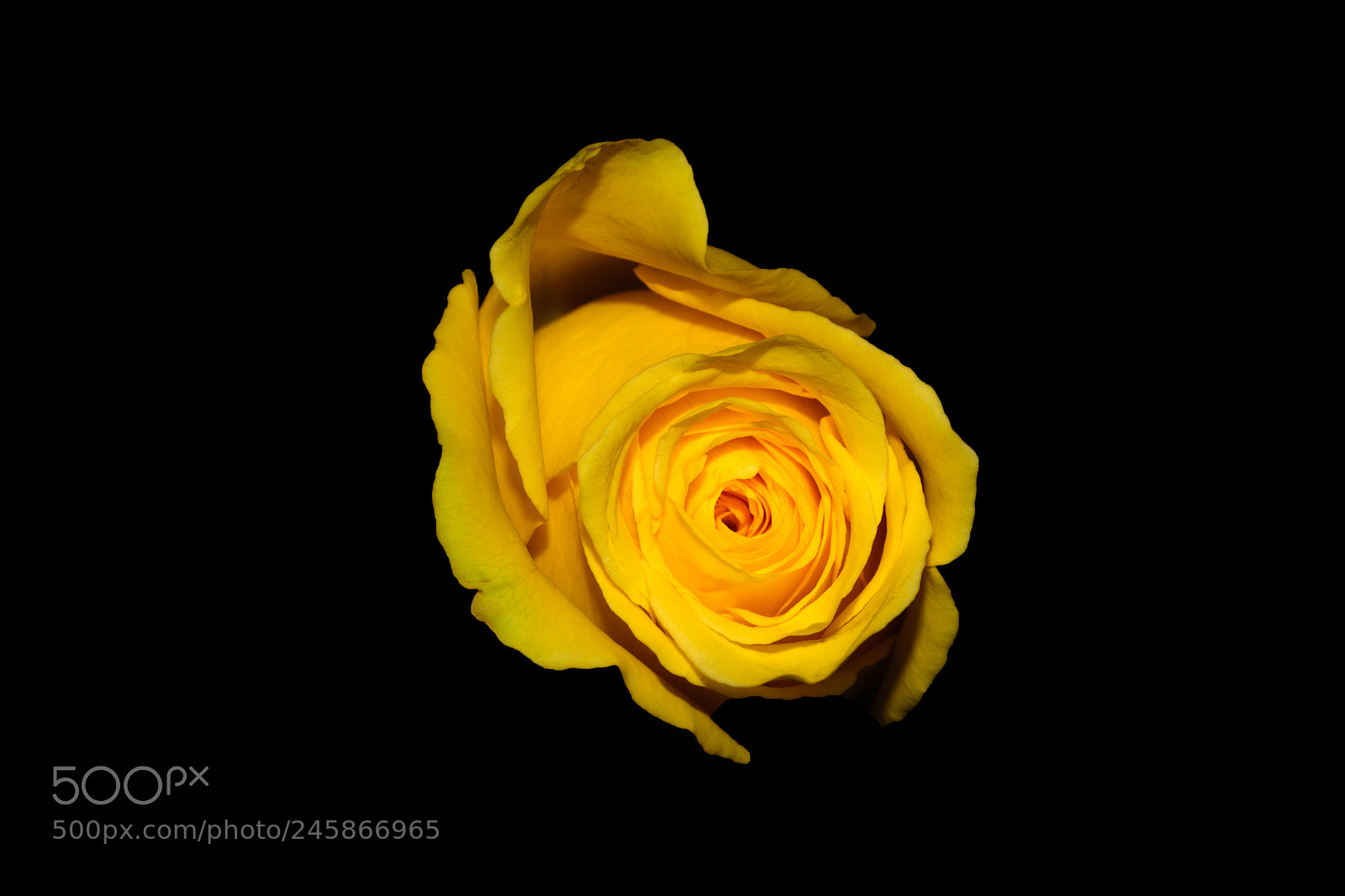 Nikon D7100 sample photo. Yellow rose   photography