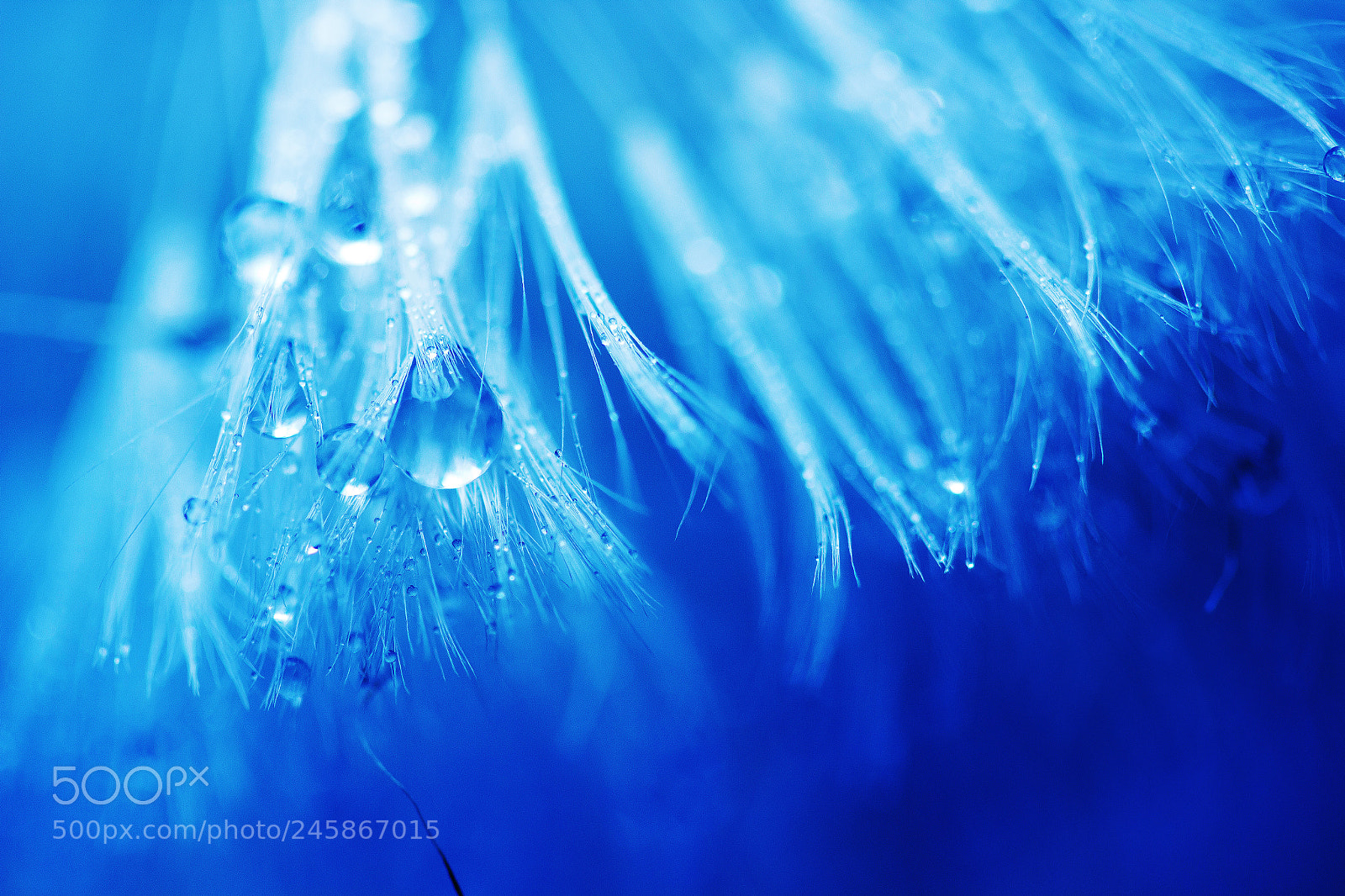 Canon EOS 600D (Rebel EOS T3i / EOS Kiss X5) sample photo. A poem from rain photography