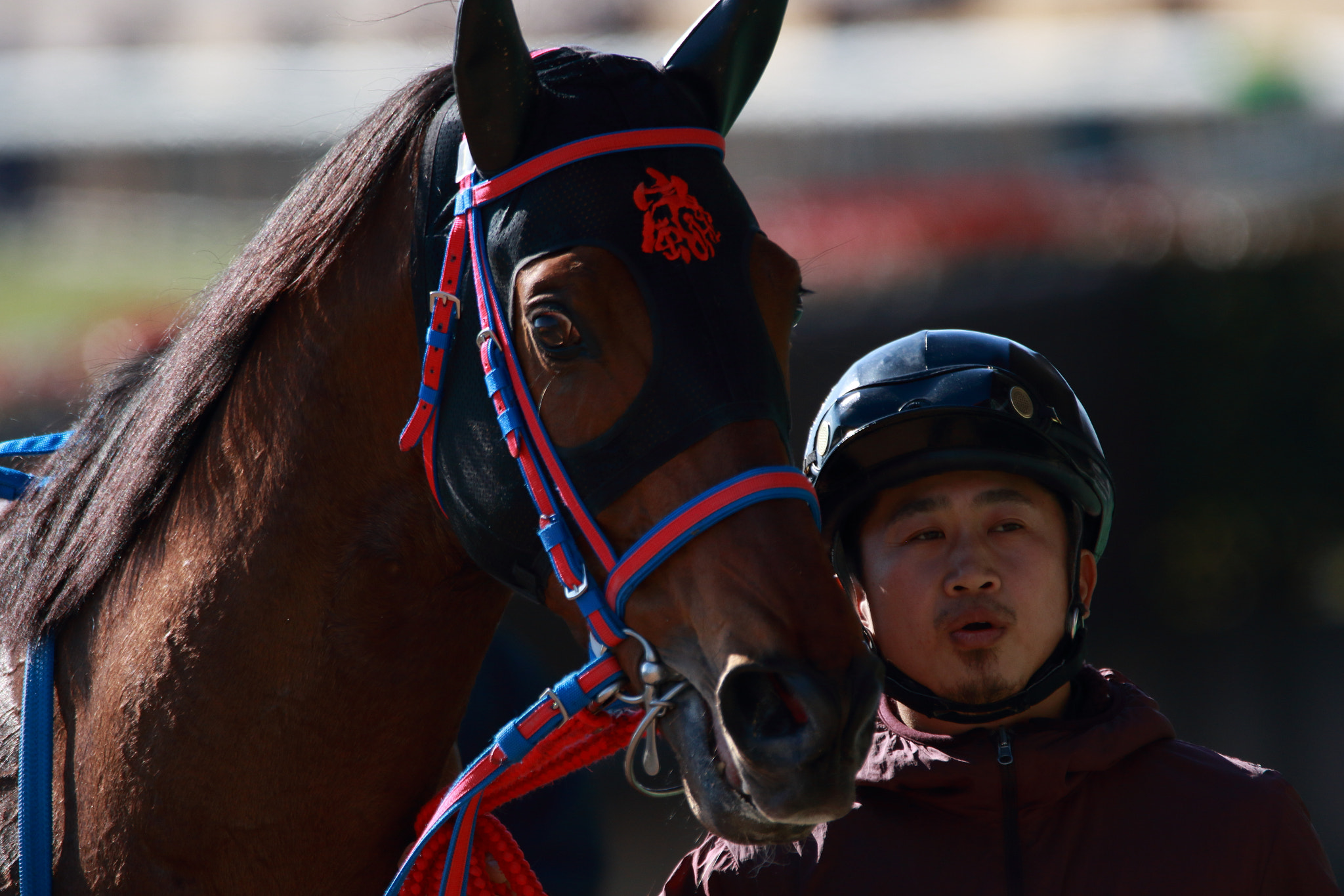 Sigma 150-600mm F5-6.3 DG OS HSM | C sample photo. Race horse photography