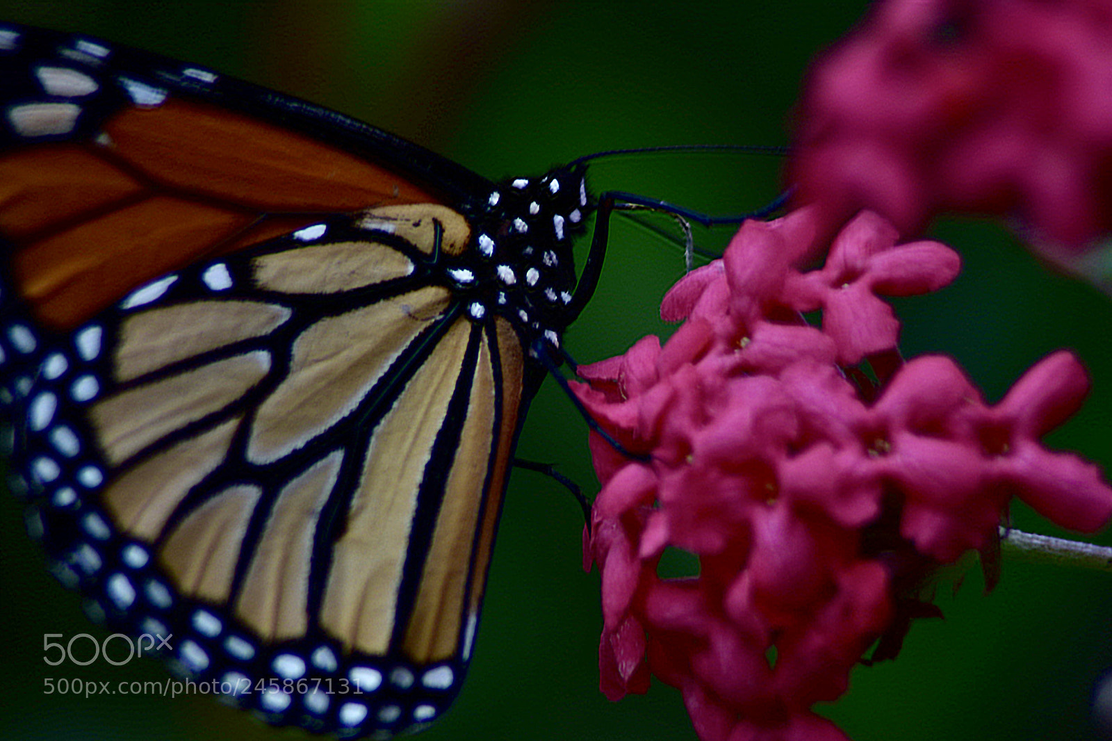 Nikon D5500 sample photo. Butterfly macro photography